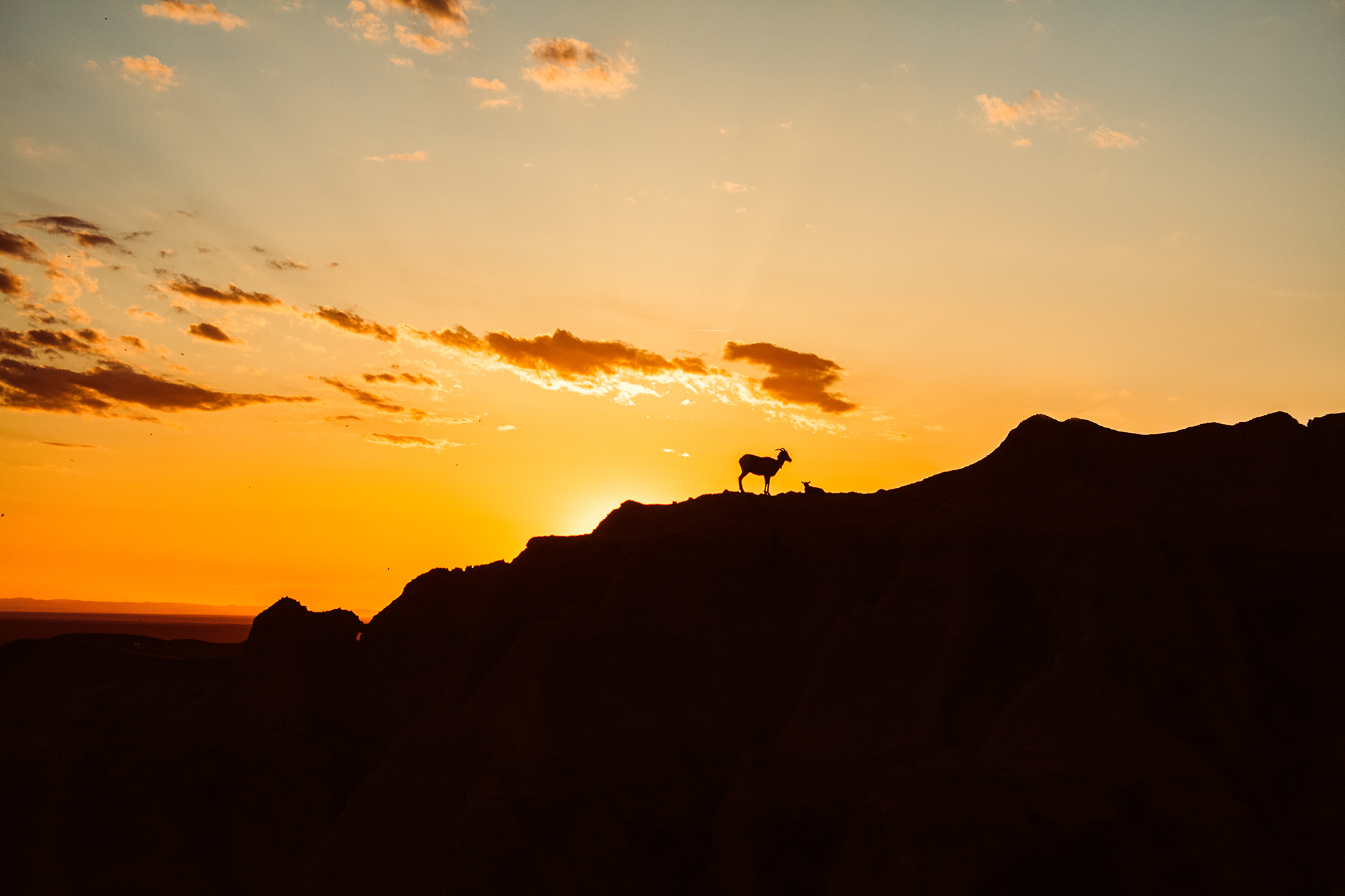 Mountain goat with sunset