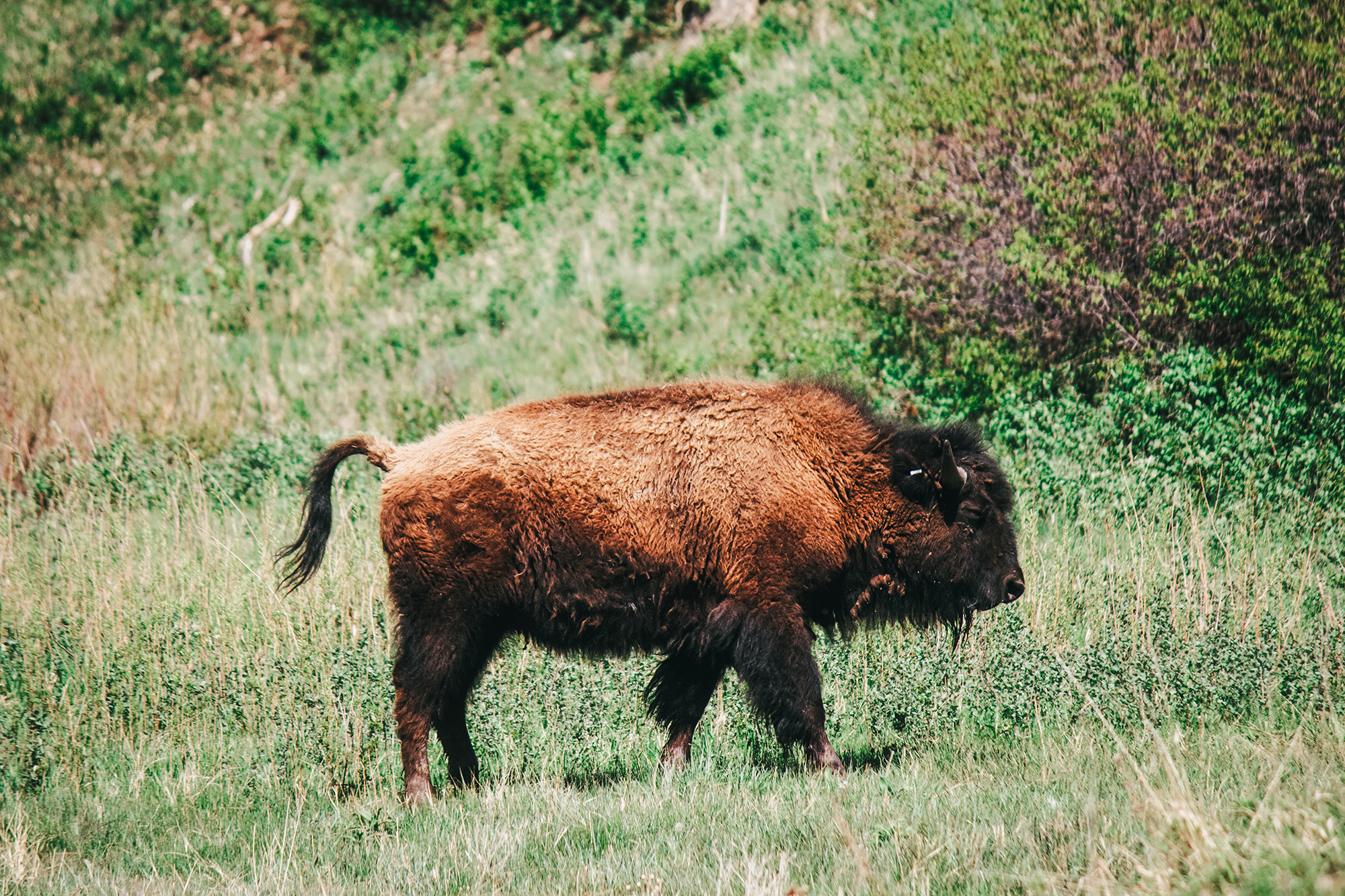 Wild Buffalo Animal photography