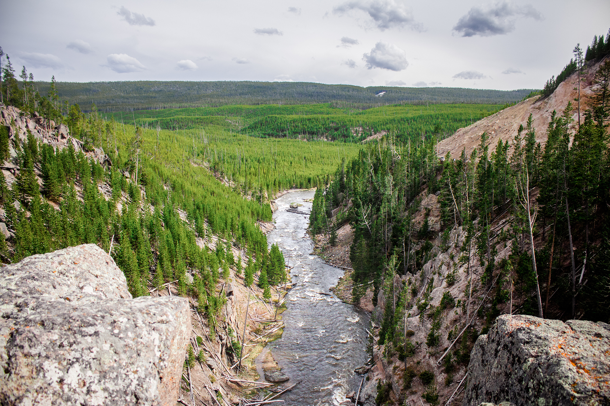 Yellowstone National Park Canyon tree lines | Hayley Moore Photography | Fort Wayne, Indiana Photographer | www.hayleymoore.com