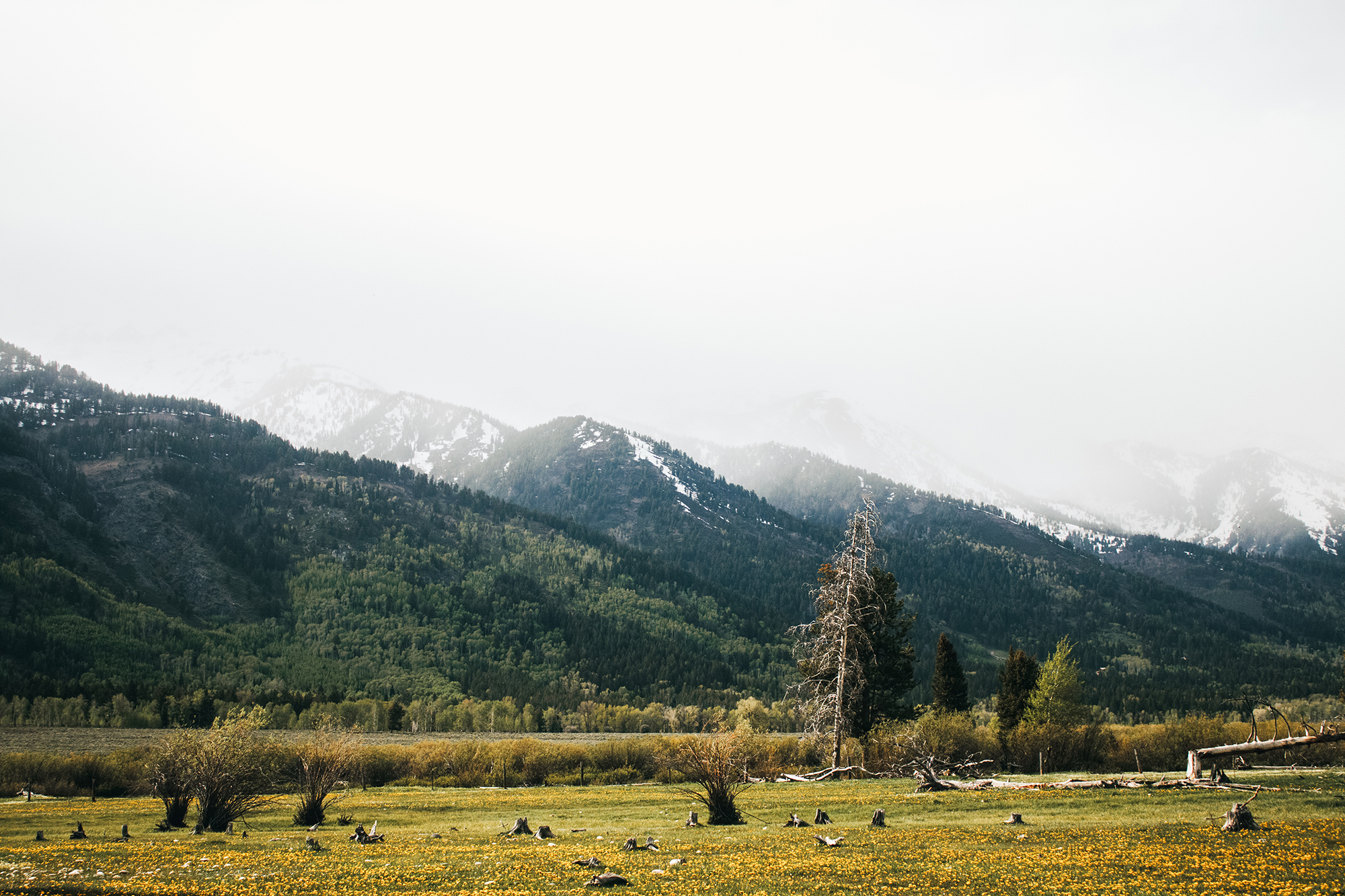 Backyard at Grand Teton National Park | Hayley Moore Photography | Fort Wayne, Indiana Photographer | www.hayleymoore.com