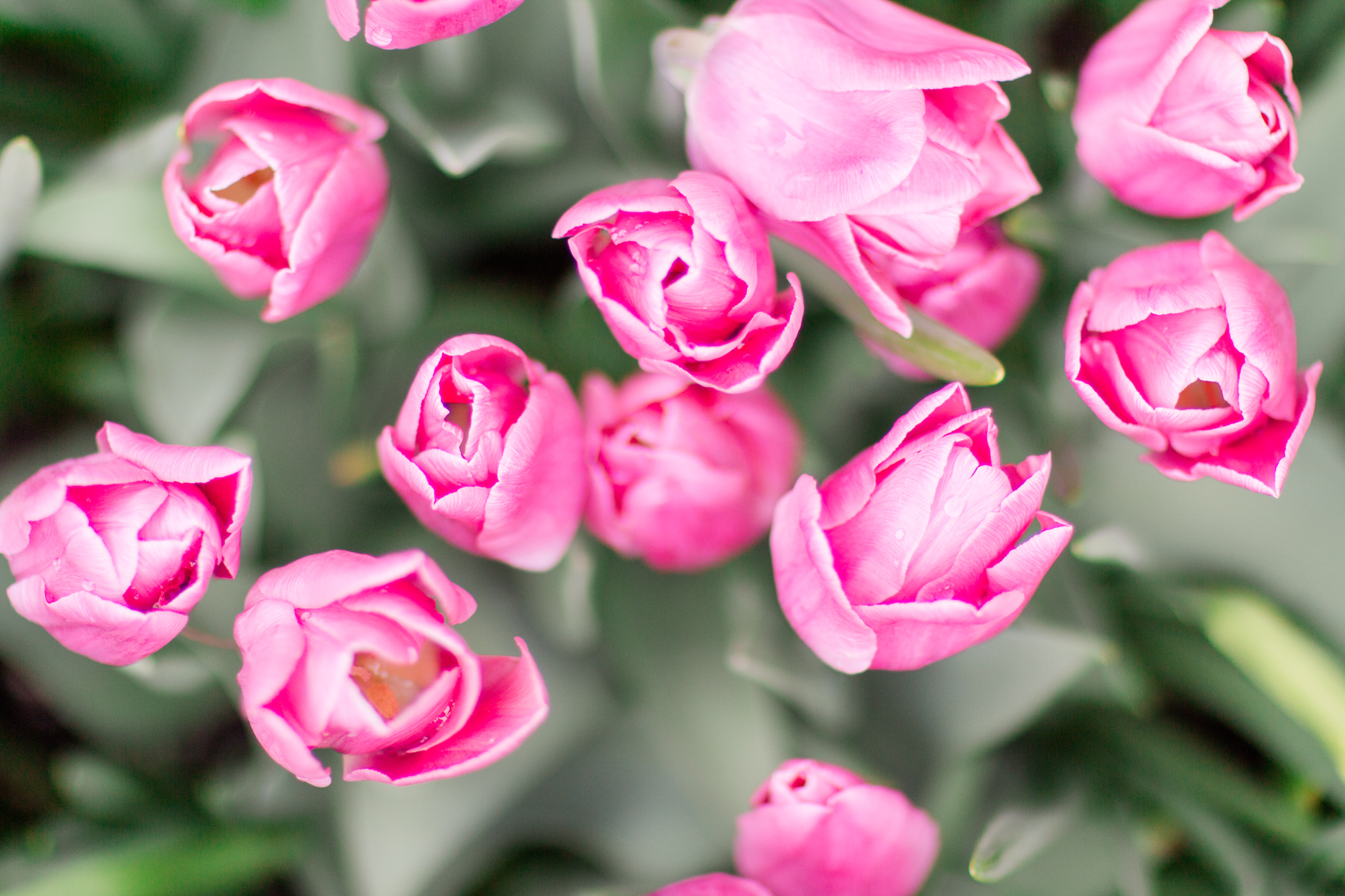 Pink Tulips, Holland Michigan | Hayley Moore Photography | Fort Wayne, Indiana Photographer | www.hayleymoore.com