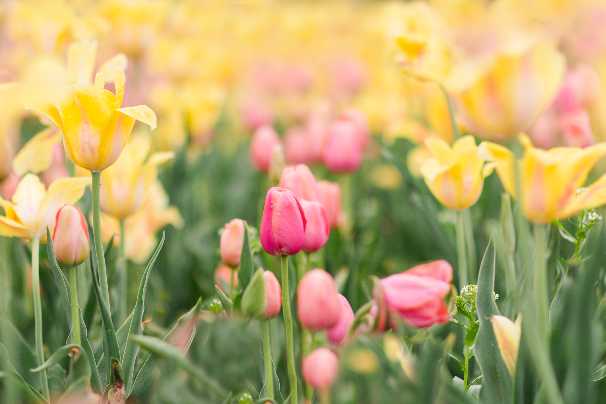 Yellow and Pink Tulips, Holland Michigan | Hayley Moore Photography | Fort Wayne, Indiana Photographer | www.hayleymoore.com