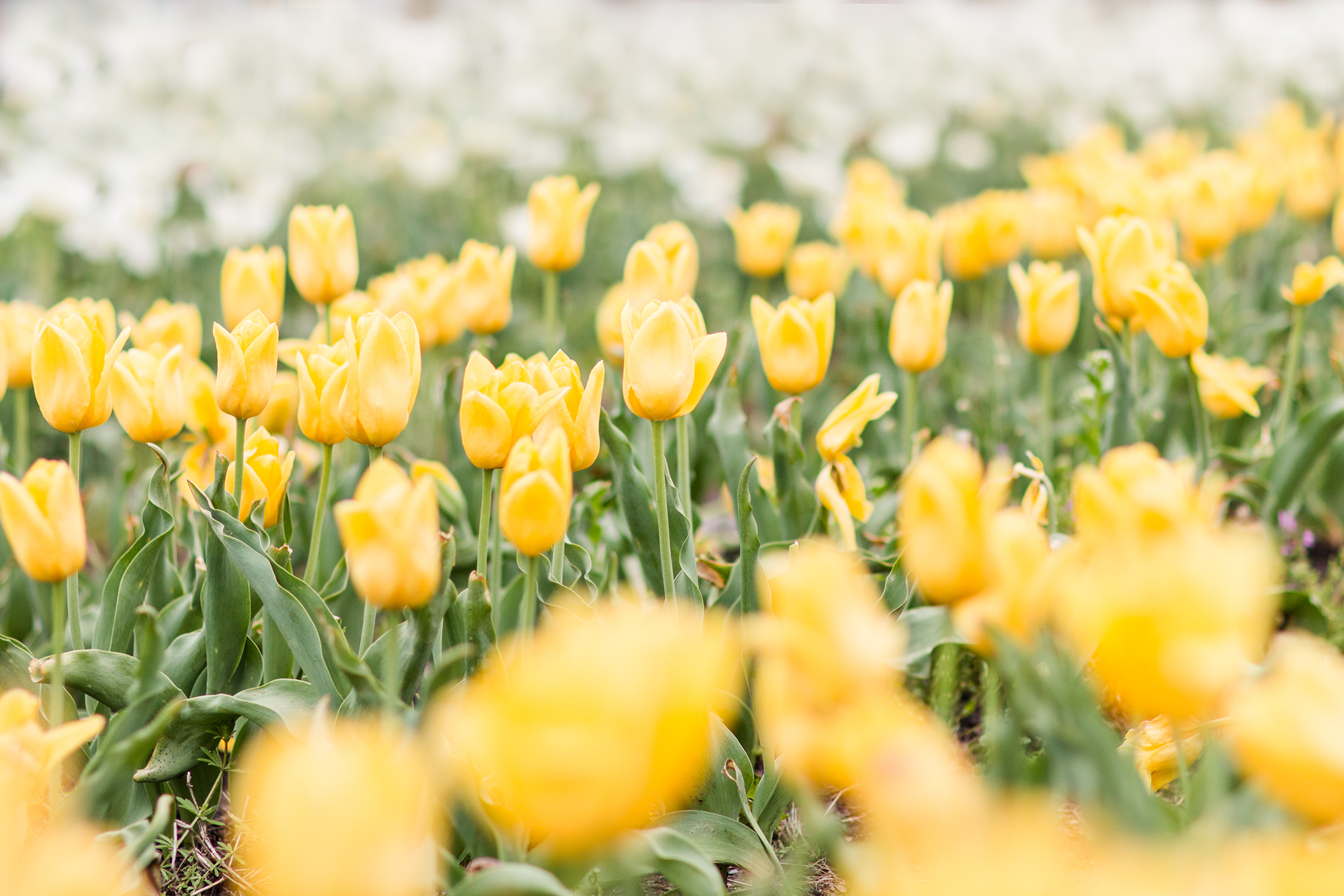 Yellow and White Tulips, Holland Michigan | Hayley Moore Photography | Fort Wayne, Indiana Photographer | www.hayleymoore.com