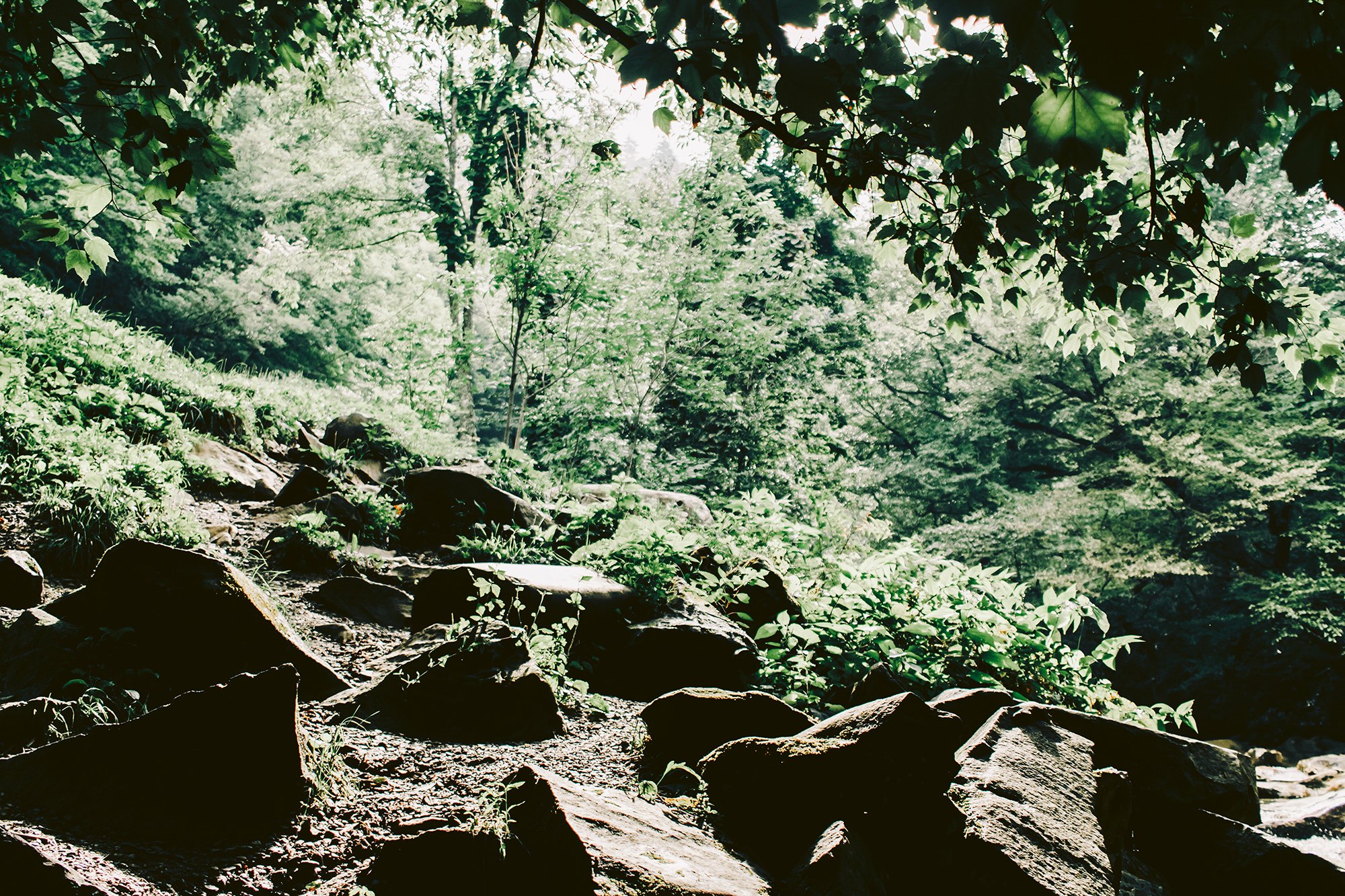 Smoky Mountains Nature | Gatlinburg, TN | Hayley Moore Photography | www.hayleymoore.com | Fort Wayne Indiana Photographer