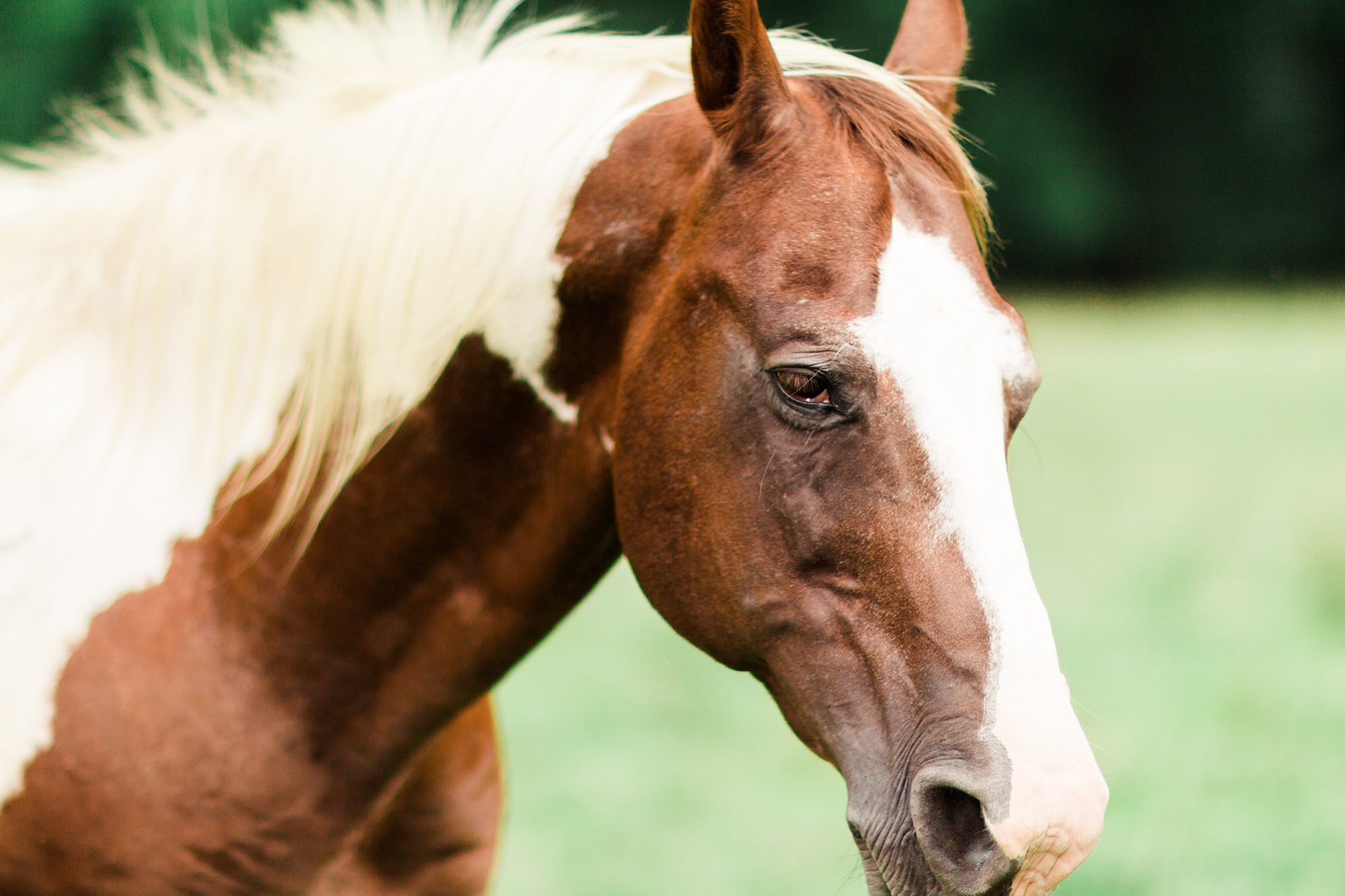 Horse at Cades Cove | Gatlinburg, TN | Hayley Moore Photography | www.hayleymoore.com | Fort Wayne Indiana Photographer