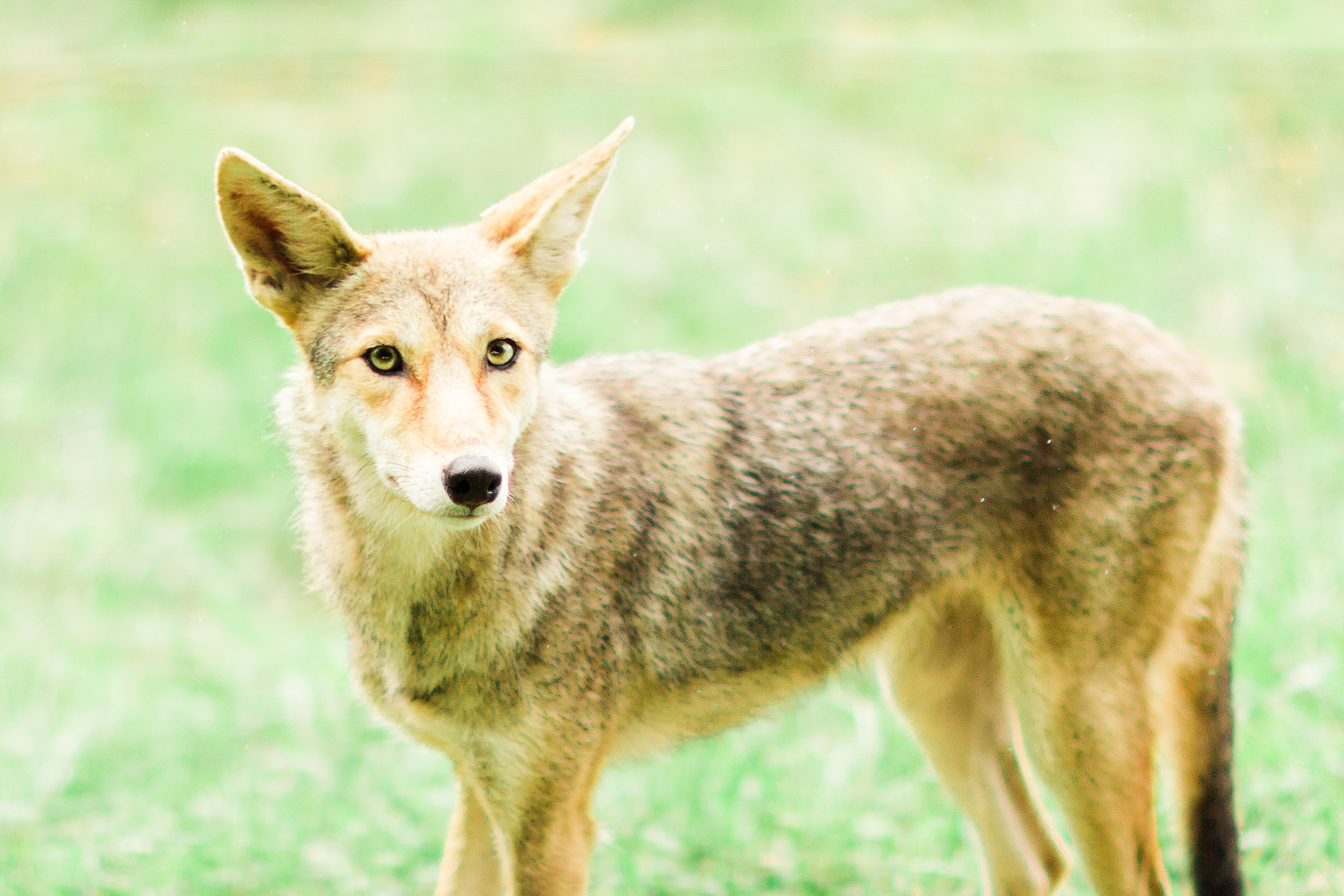 Cades Cove Coyote sighting | Gatlinburg, TN | Hayley Moore Photography | www.hayleymoore.com | Fort Wayne Indiana Photographer