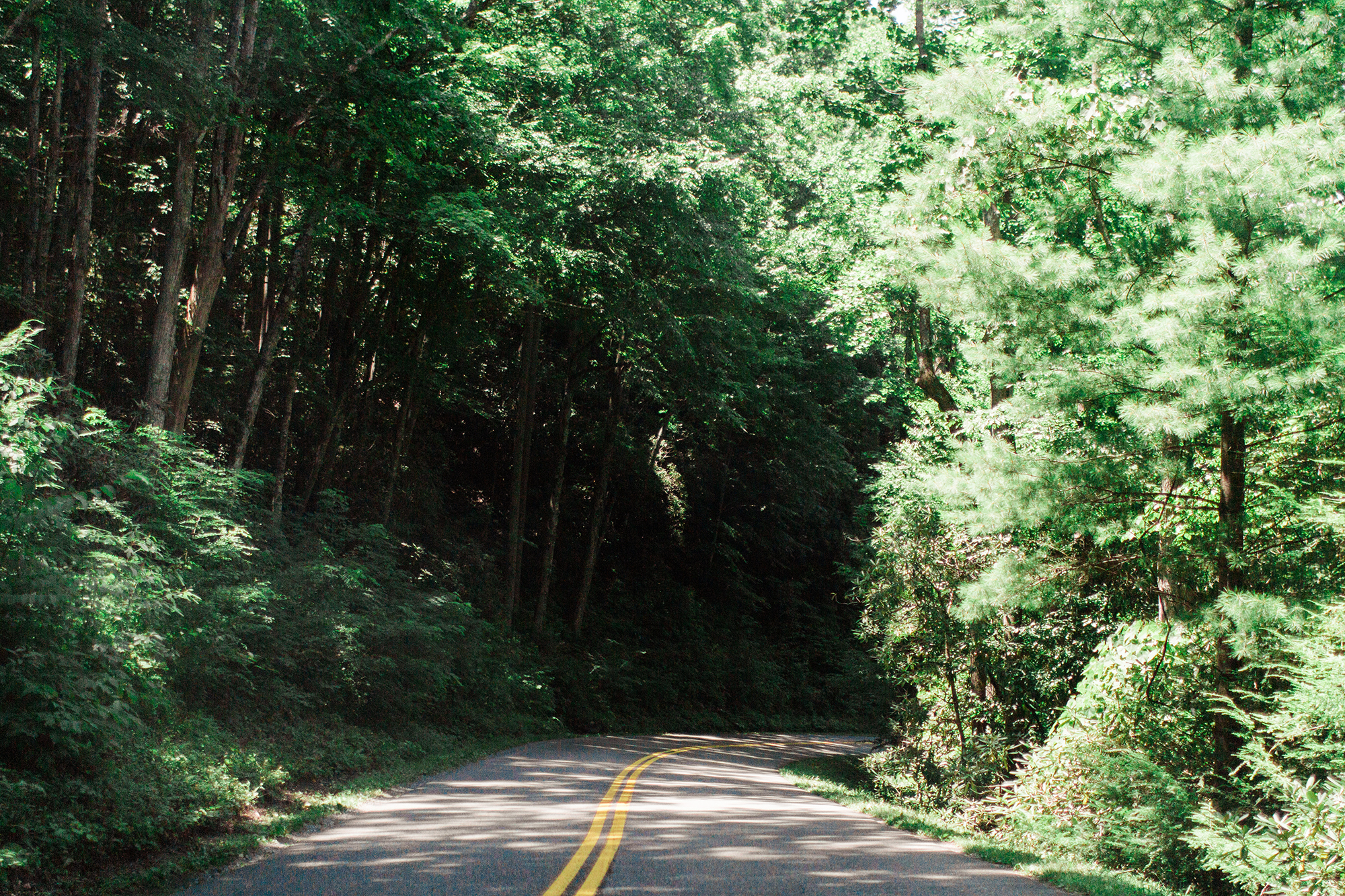 Smoky Mountain winding roads | Gatlinburg, TN | Hayley Moore Photography | www.hayleymoore.com | Fort Wayne Indiana Photographer