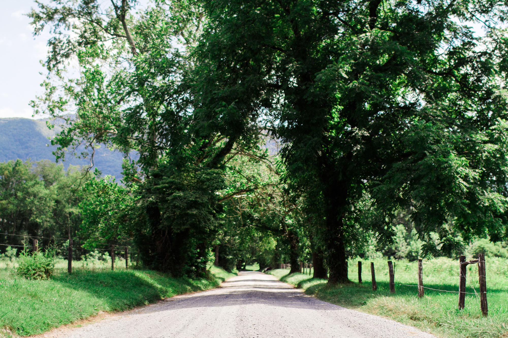 Smoky Mountain Cades Cove Road | Gatlinburg, TN | Hayley Moore Photography | www.hayleymoore.com | Fort Wayne Indiana Photographer