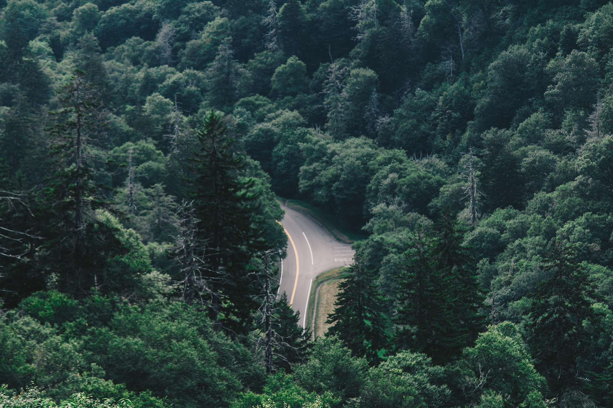 Smoky Mountain aerial view of trees | Gatlinburg, TN | Hayley Moore Photography | www.hayleymoore.com | Fort Wayne Indiana Photographer