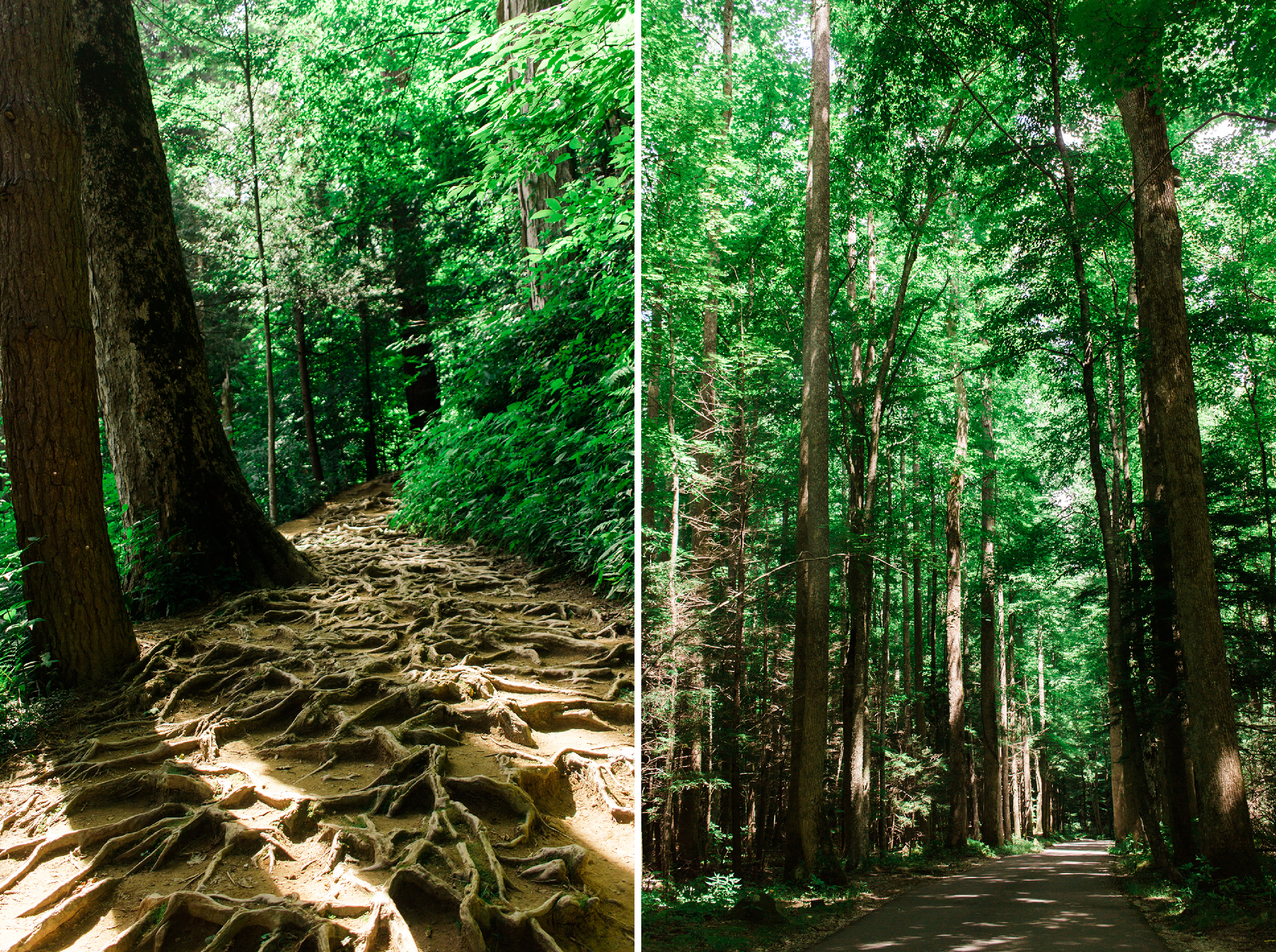 Grotto Falls Hiking trail | Gatlinburg, TN | Hayley Moore Photography | www.hayleymoore.com | Fort Wayne Indiana Photographer