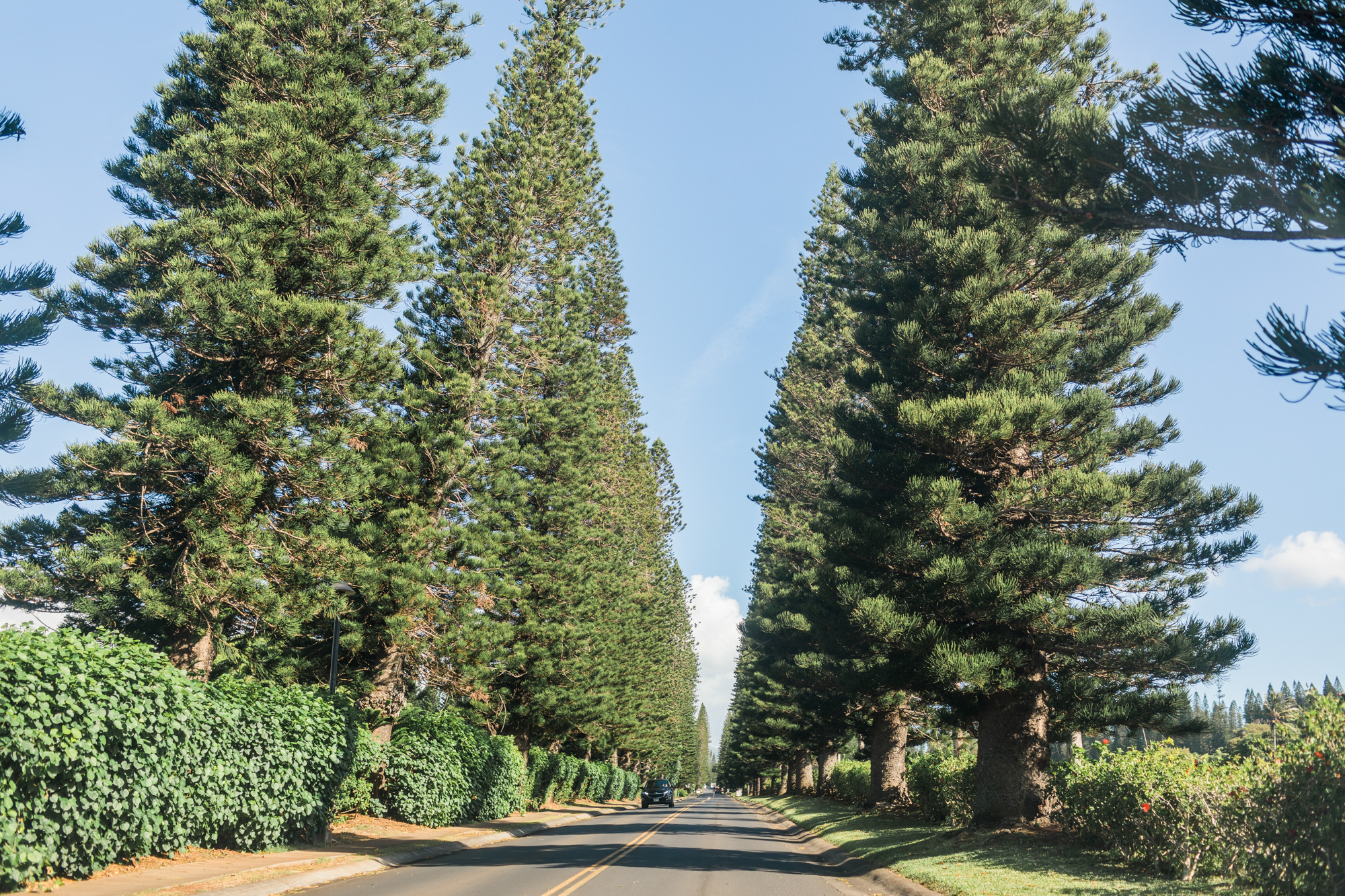 Maui-Hawaii-Honeymoon-Hayley-Moore-Photography-Hawaii-Maui-Wedding-Photographer