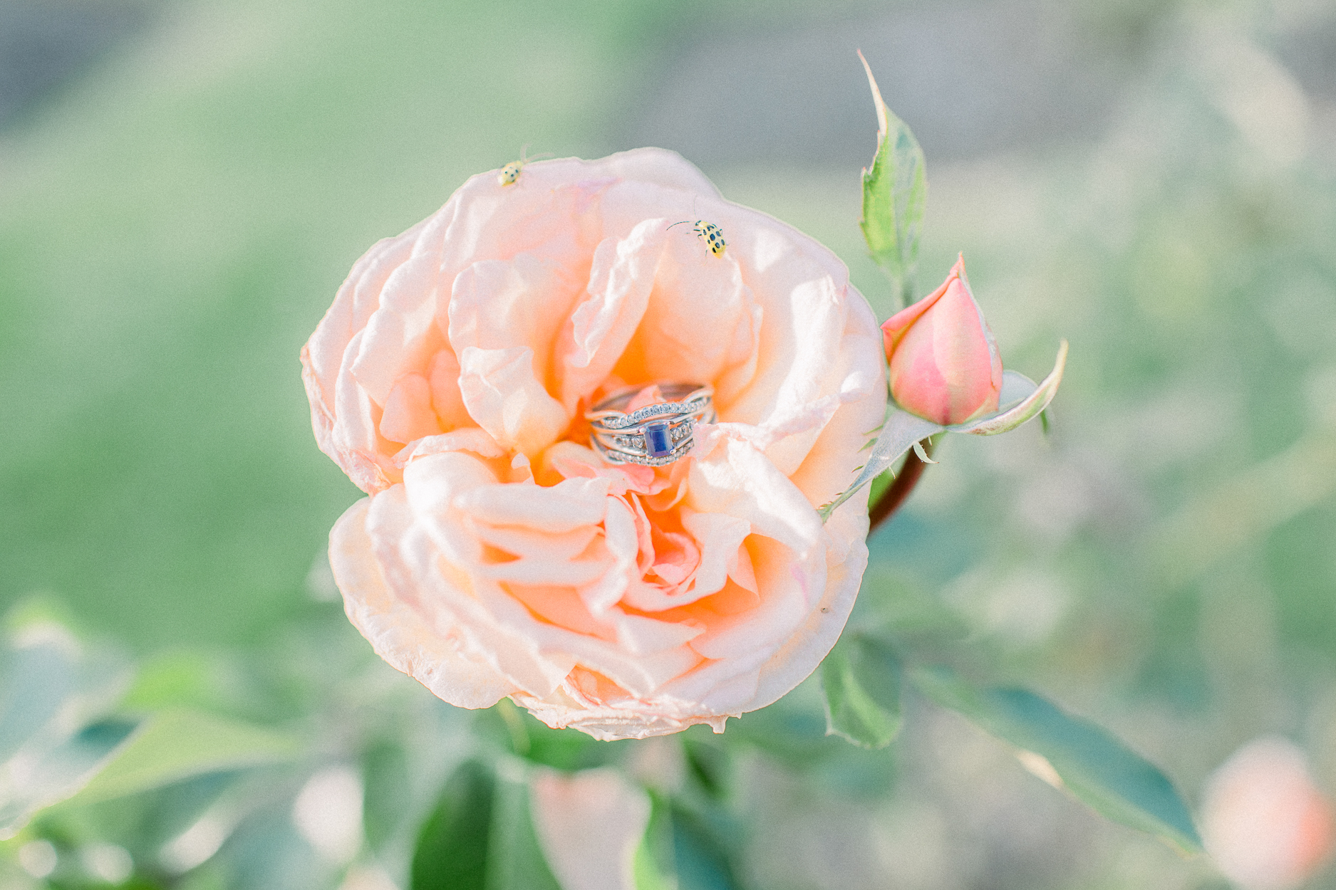 hayley-moore-photography-taylor-michael-buchanan-anniversary-session-lakeside-rosegardens-park-fort-wayne-indiana-weddings