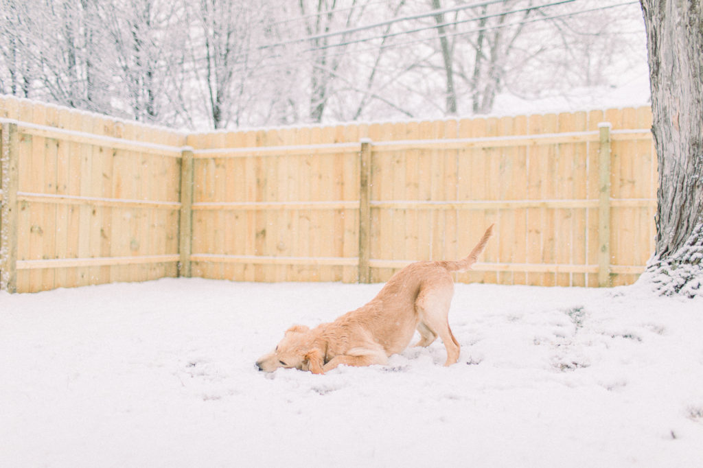 hayley-moore-photography-winter-2020-fort-wayne-indiana