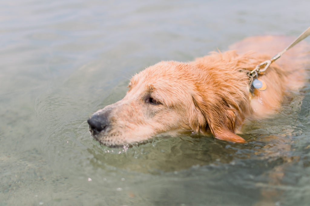 hayley-moore-photography-lake-michigan-engagement-photographer-warren-dunes-state-park-dog-beach