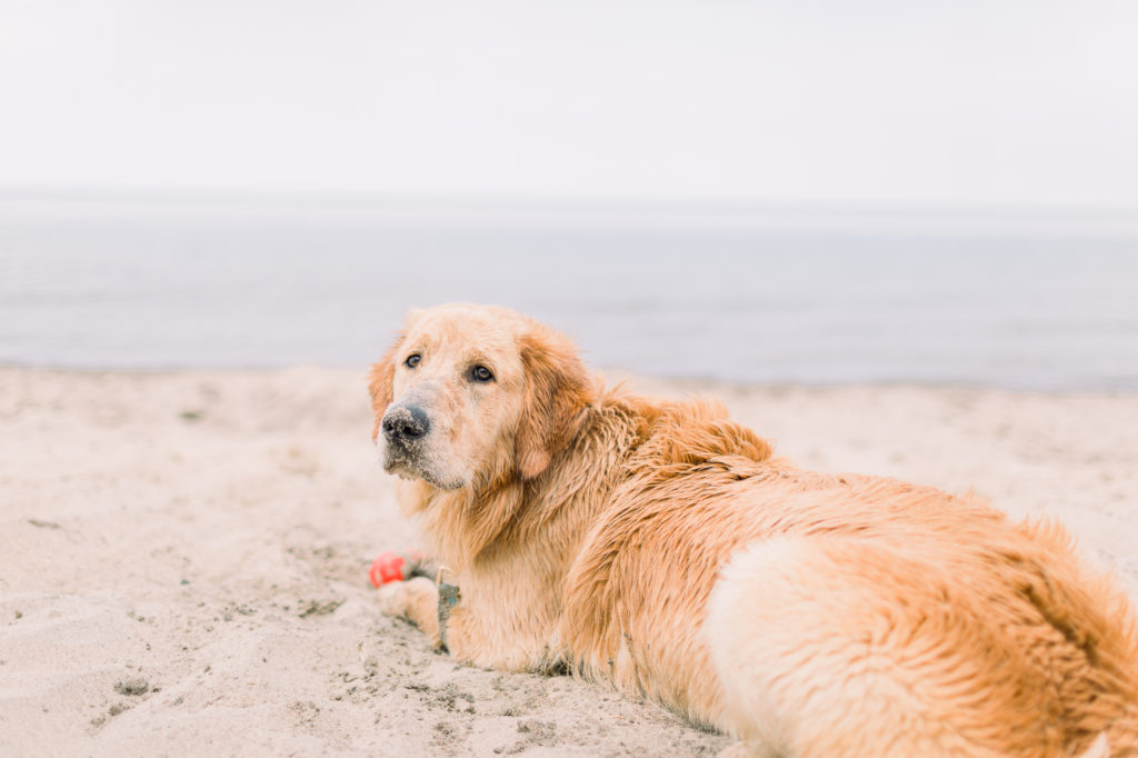 hayley-moore-photography-lake-michigan-engagement-photographer-warren-dunes-state-park-dog-beach