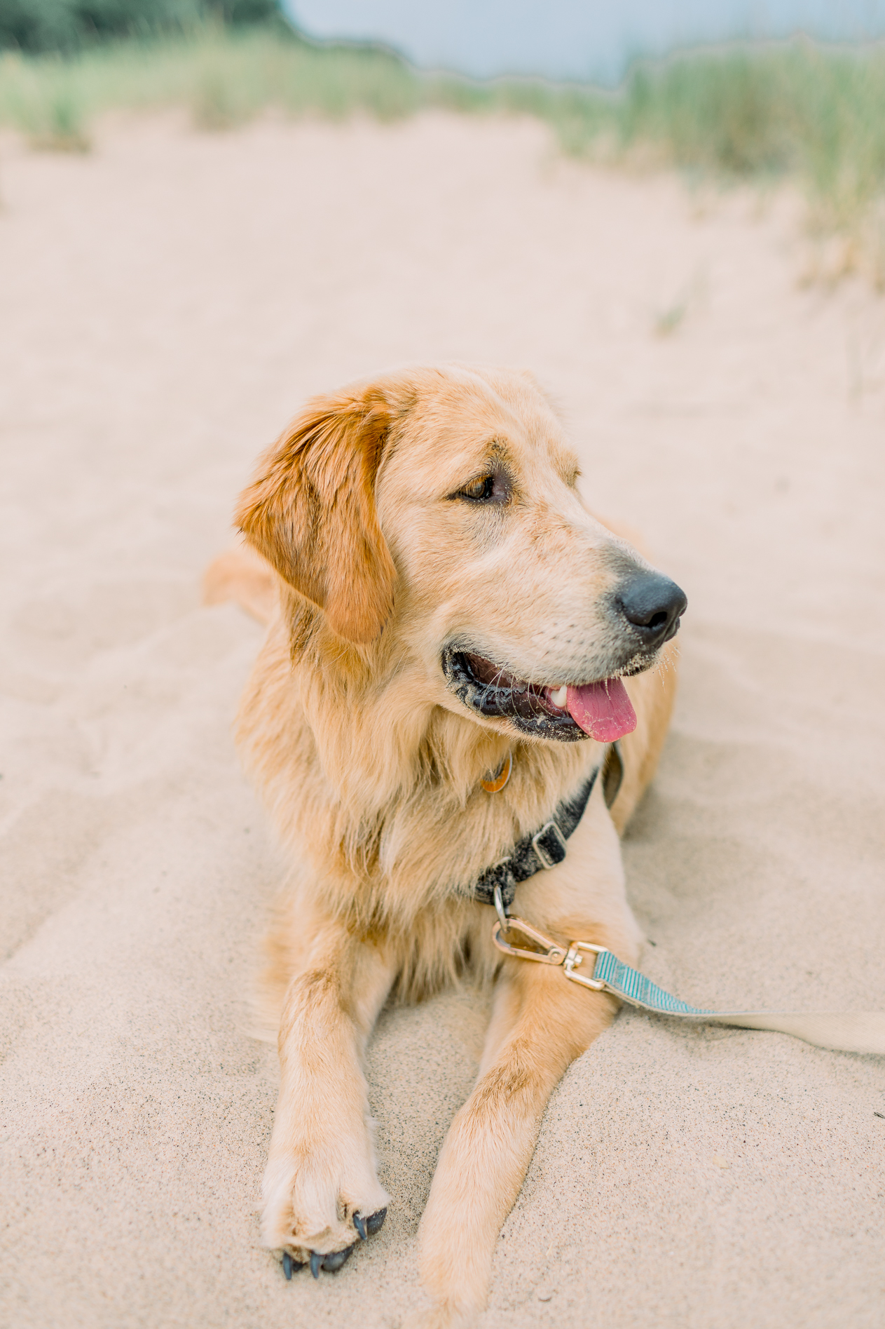 hayley-moore-photography-lake-michigan-engagement-photographer-warren-dunes-state-park-dog-beach