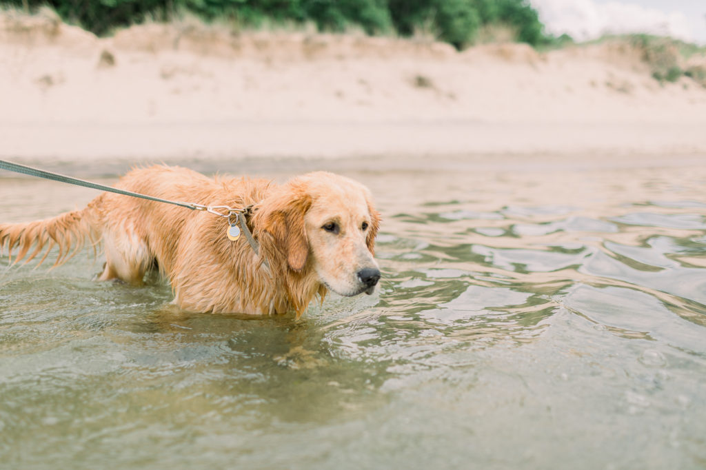 hayley-moore-photography-lake-michigan-engagement-photographer-warren-dunes-state-park-dog-beach