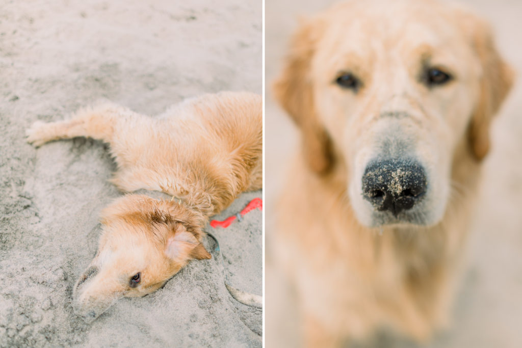 hayley-moore-photography-lake-michigan-engagement-photographer-warren-dunes-state-park-dog-beach