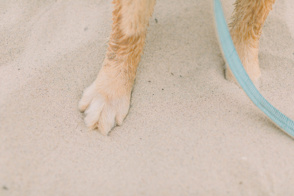 hayley-moore-photography-lake-michigan-engagement-photographer-warren-dunes-state-park-dog-beach