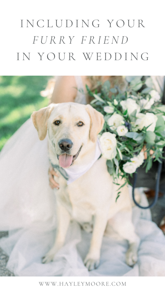 weddings-how-to-include-your-furry-friend-in-your-wedding-hayley-moore-photography