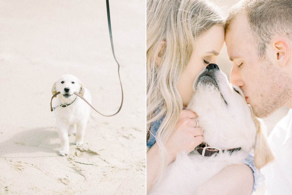 hayley-moore-photography-warren-dunes-state-park-puppy-me-session-tino-golden-retriever