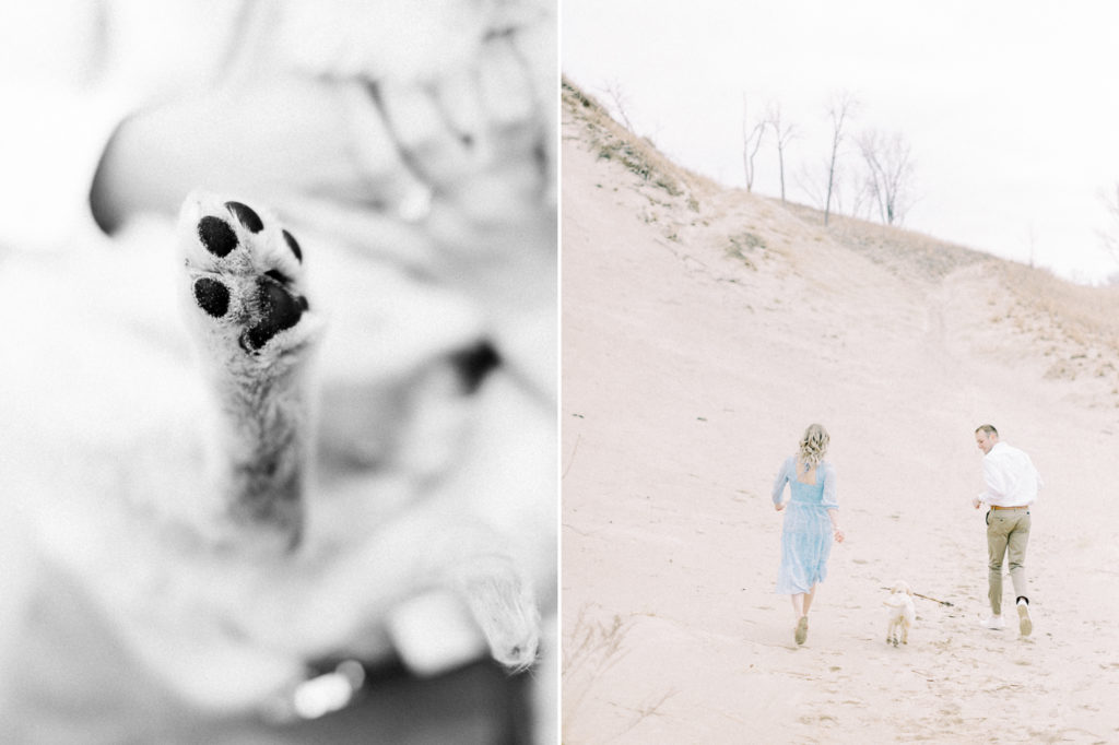 hayley-moore-photography-warren-dunes-state-park-puppy-me-session-tino-golden-retriever