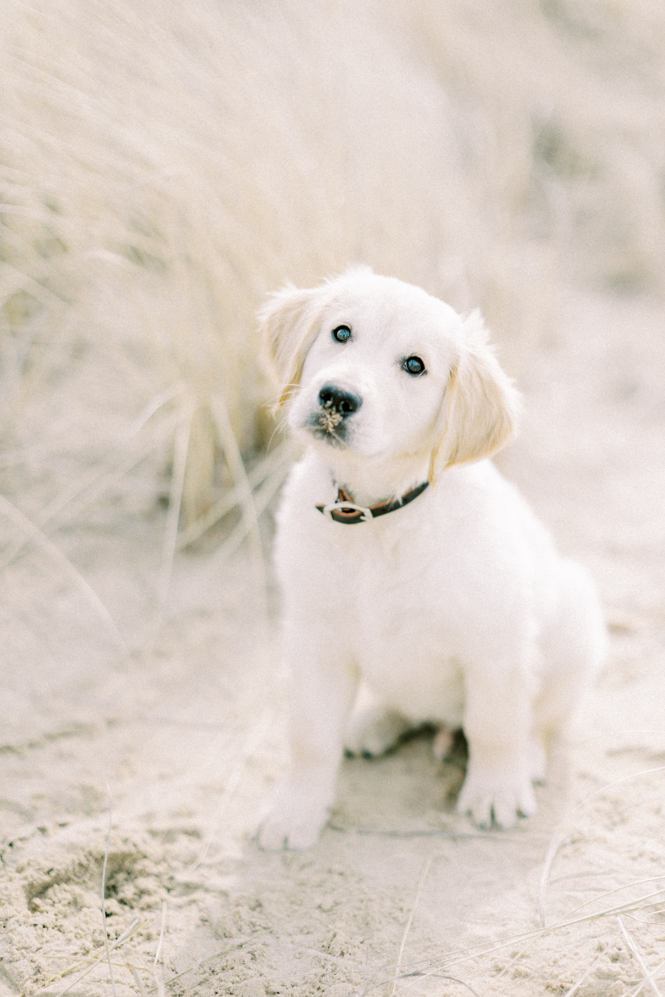 hayley-moore-photography-warren-dunes-state-park-puppy-me-session-tino-golden-retriever