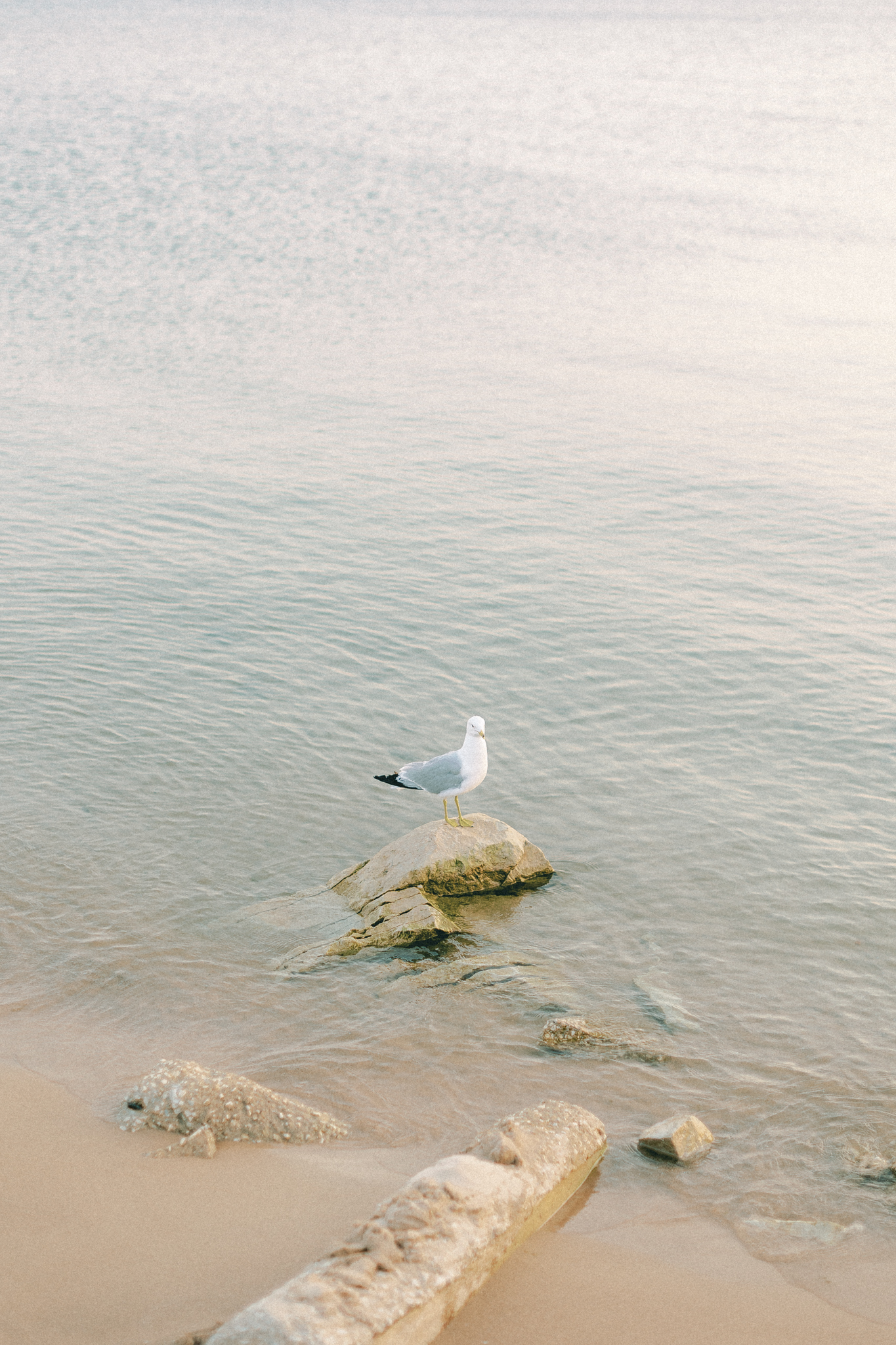 silver-beach-michigan-anniversary-session-hayley-moore-photography