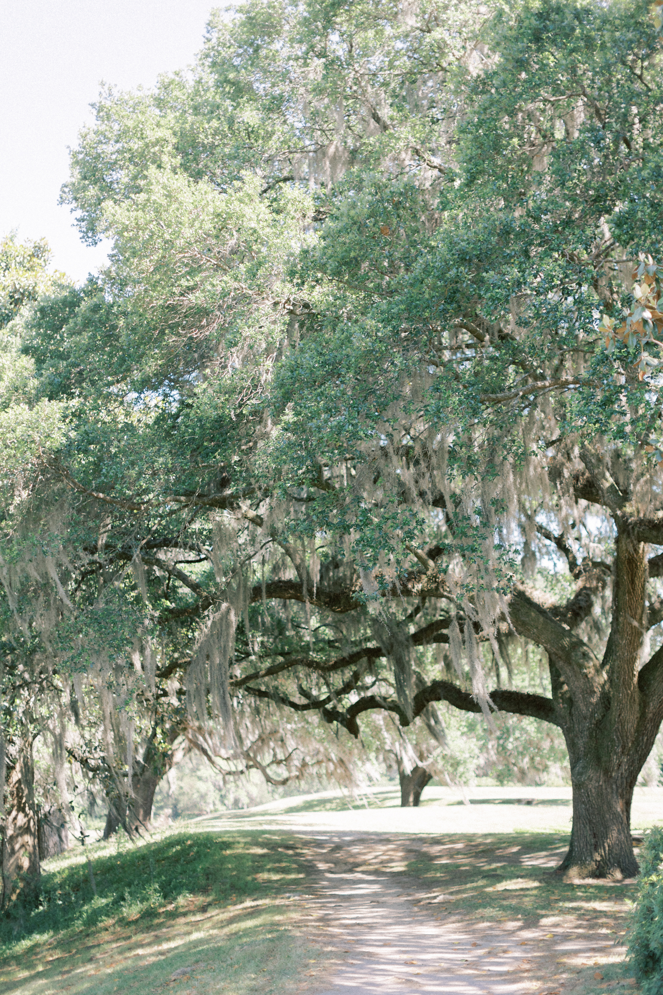 Live oaks draped in Spanish moss line a sandy path in the Lowcountry grounds of a Charleston wedding venue, middleton place
