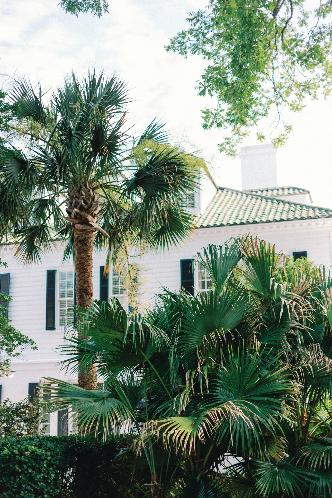 Palmettos frame a white house with a green tile roof and black shutters on the grounds of a Charleston wedding venue lowndes grove