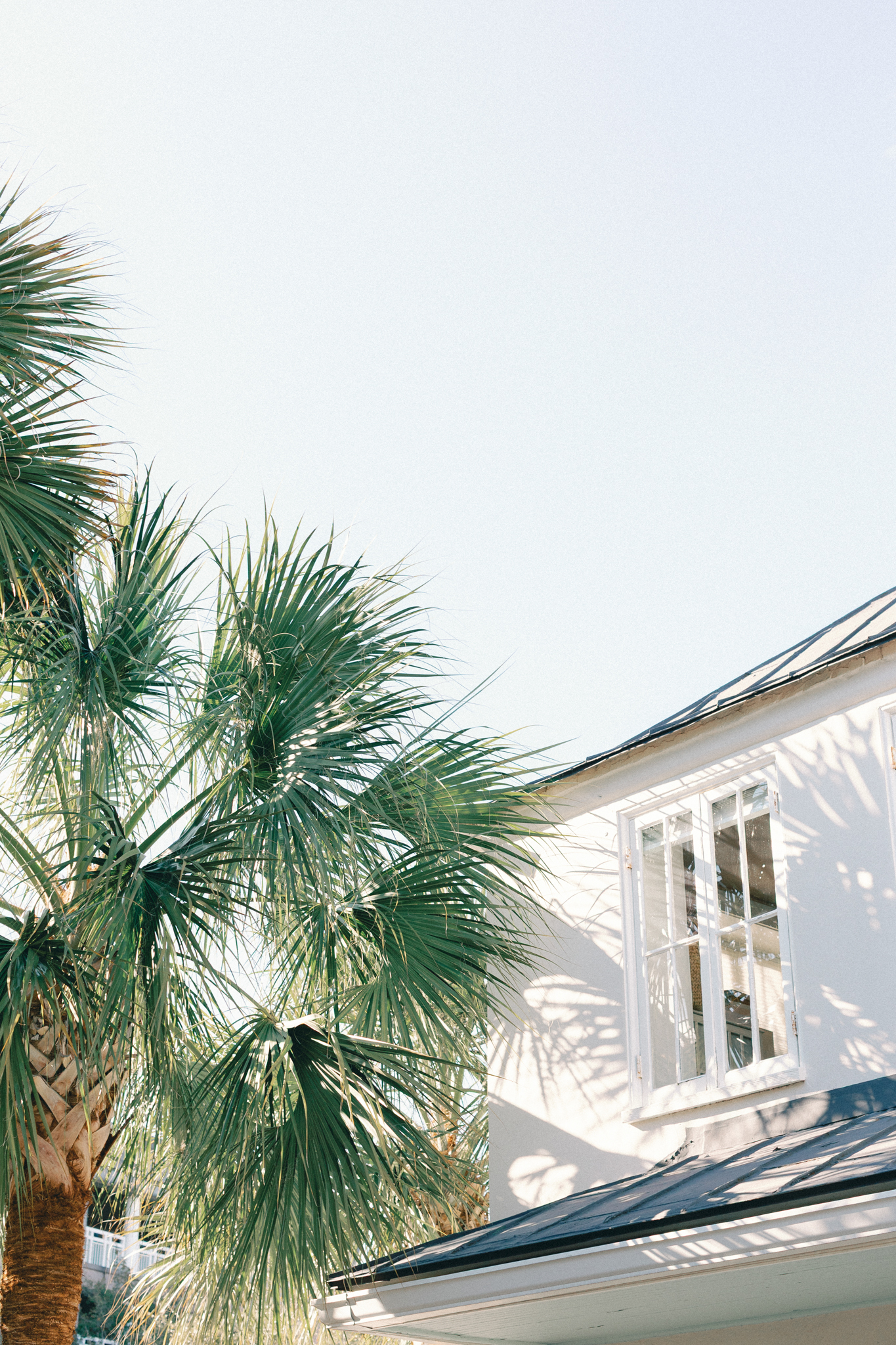 gadsden house, Sabal palmetto fronds against a white Charleston house with a metal roof and bright sky