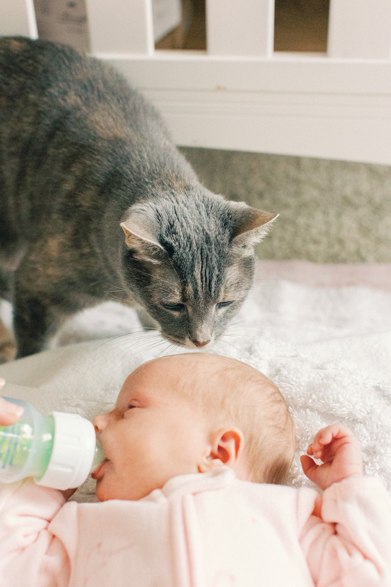 cat sniffing newborn baby head