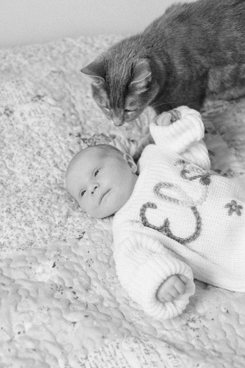 cat sniffing newborn baby