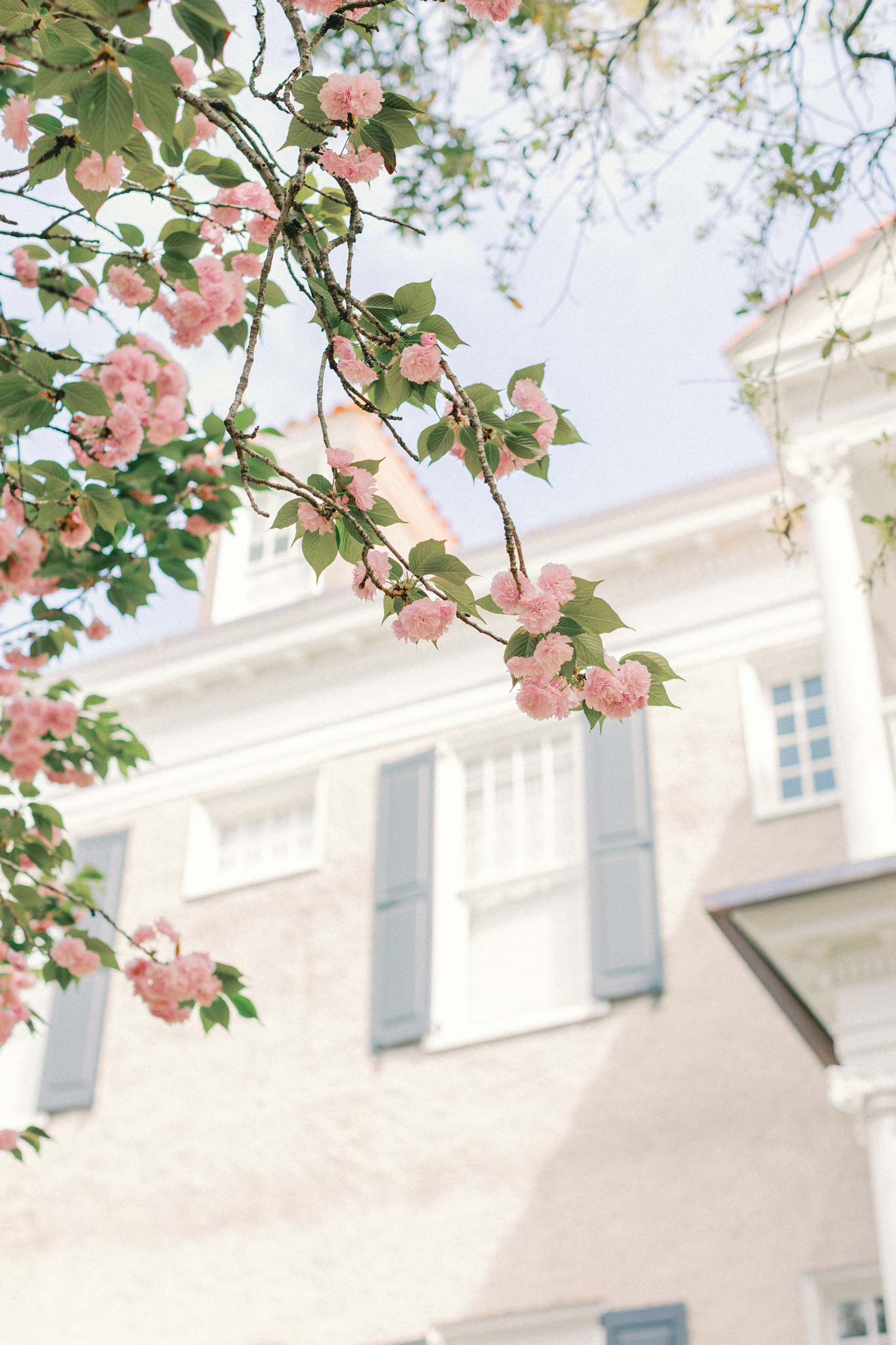 Pink cherry blossoms bloom in front of a historic Charleston house with blue shutters, a sign of spring in the city