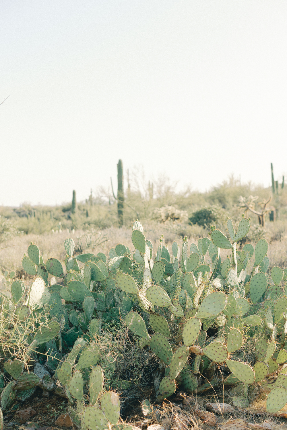 prickly pear