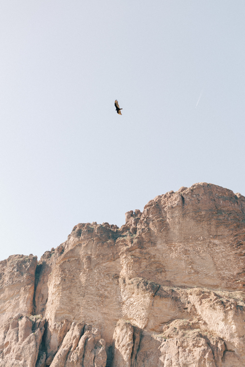 phoenix mountain with hawk