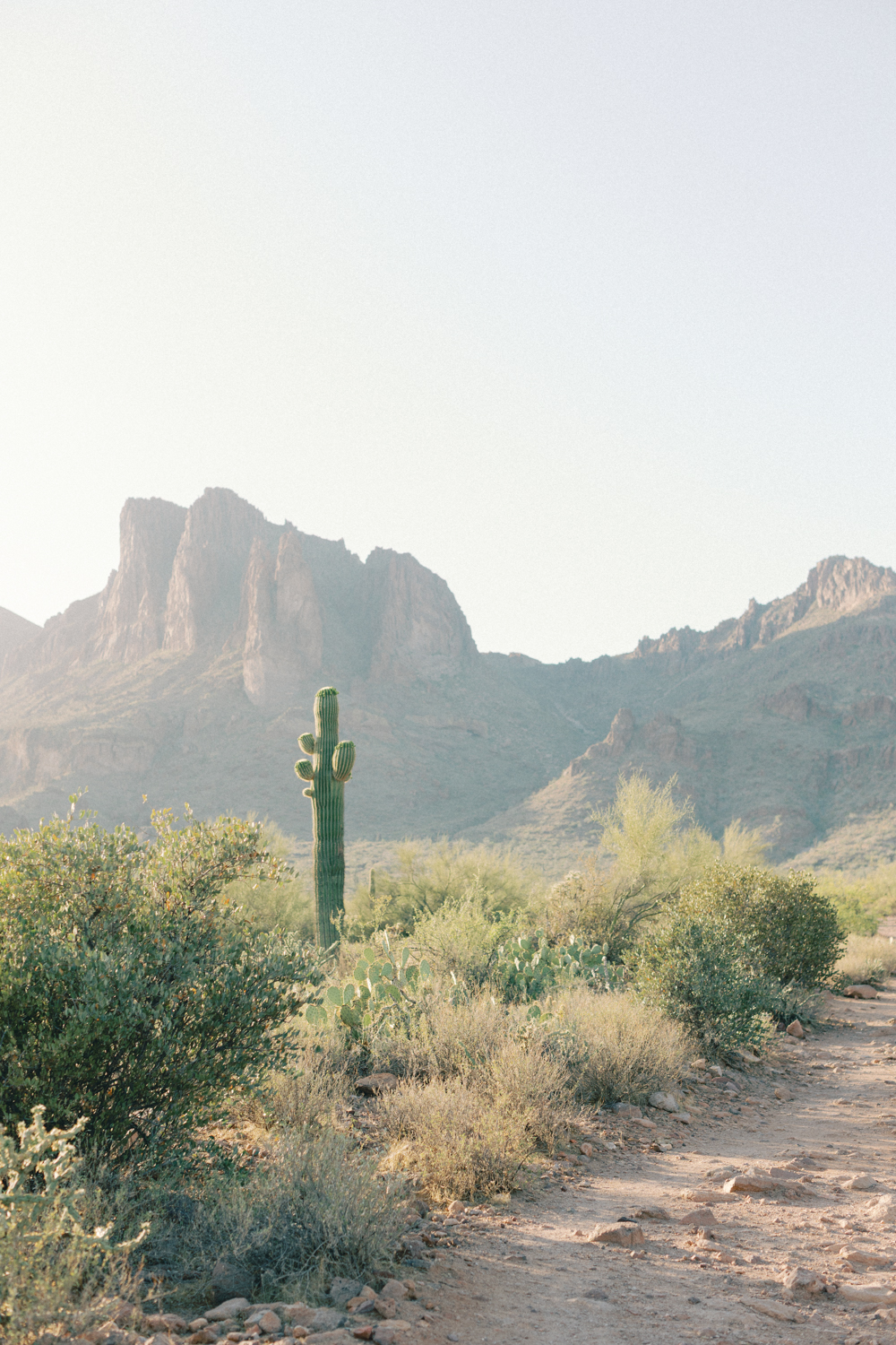 phoenix scenery with mountain and cacti