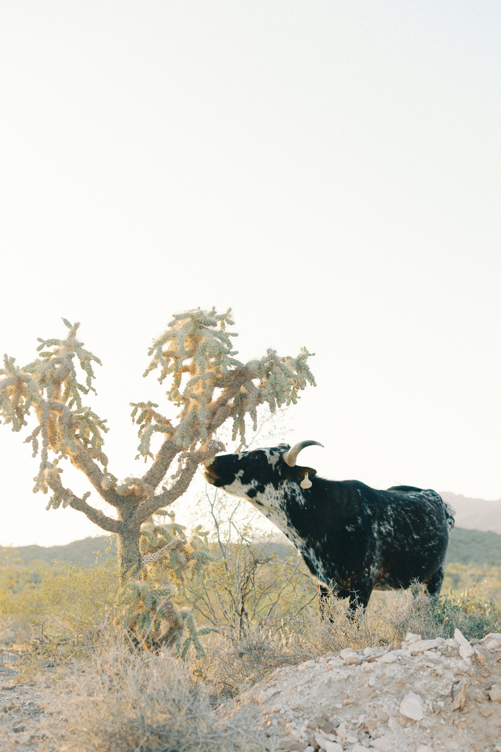 mountain desert cow eating