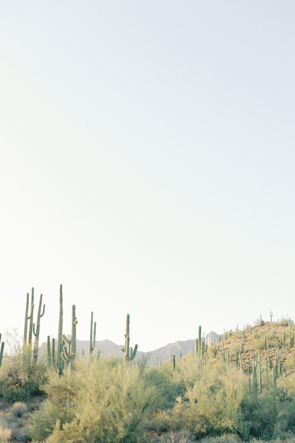 cacti scenery landscape