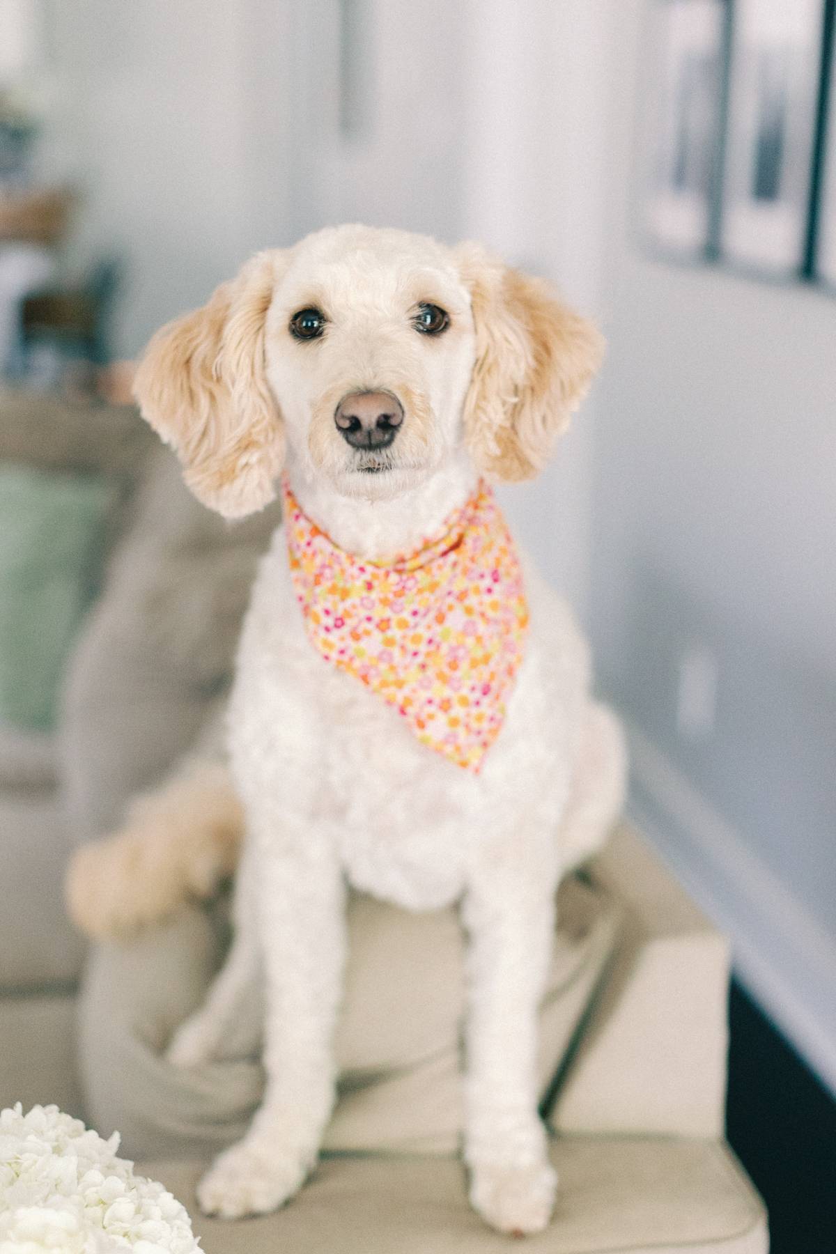 a very cute dog