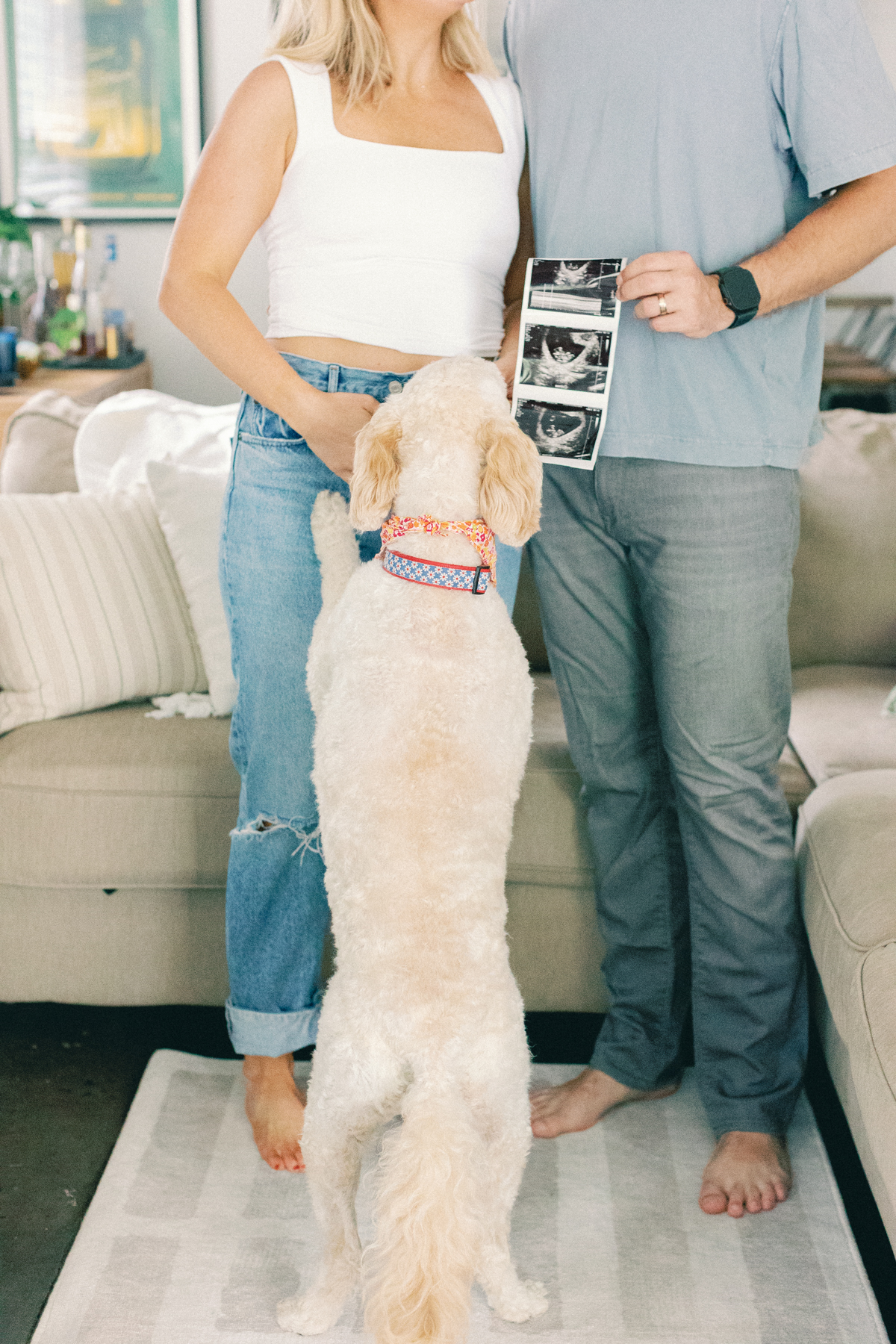 dog with ultrasound picture