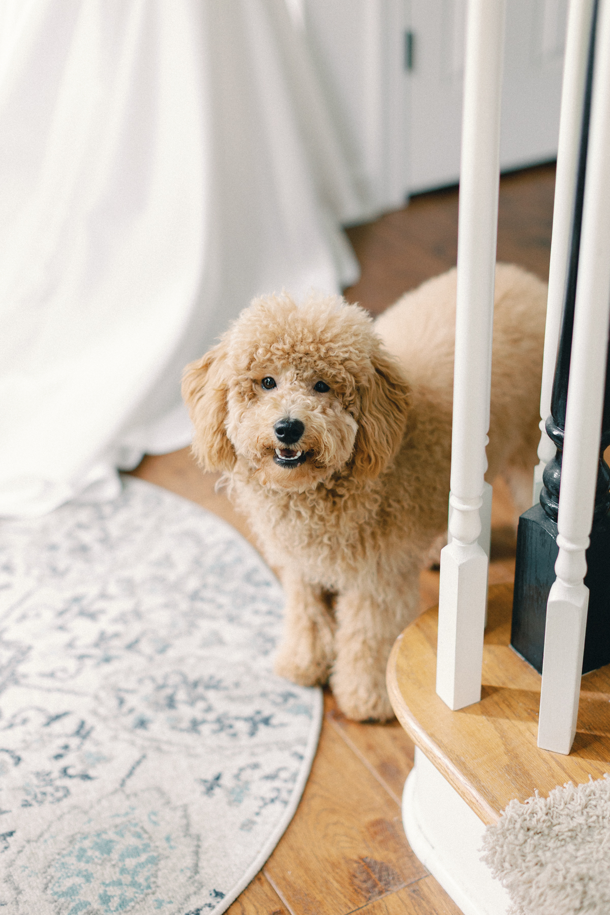 dog with bride