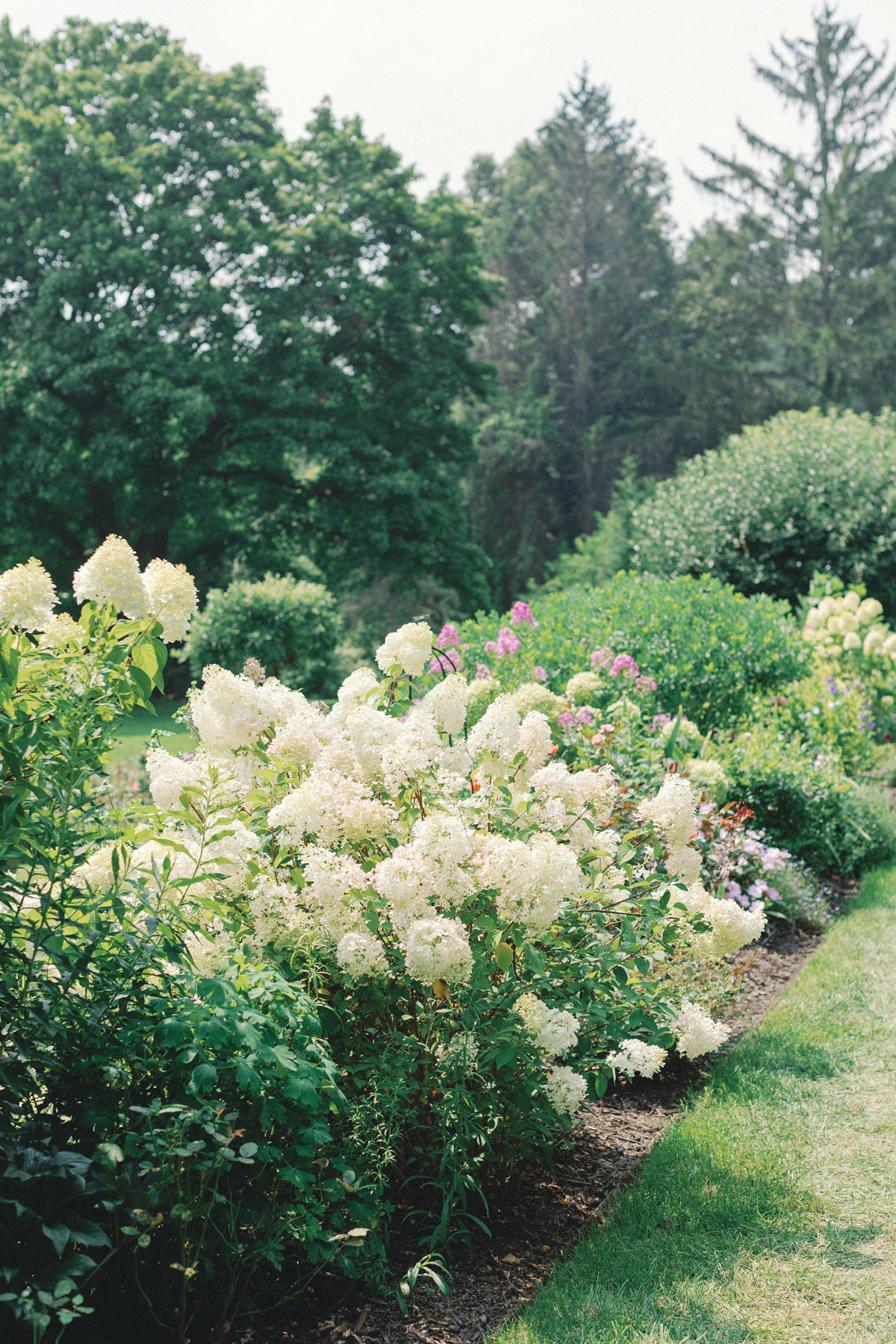 hydrangea, bush