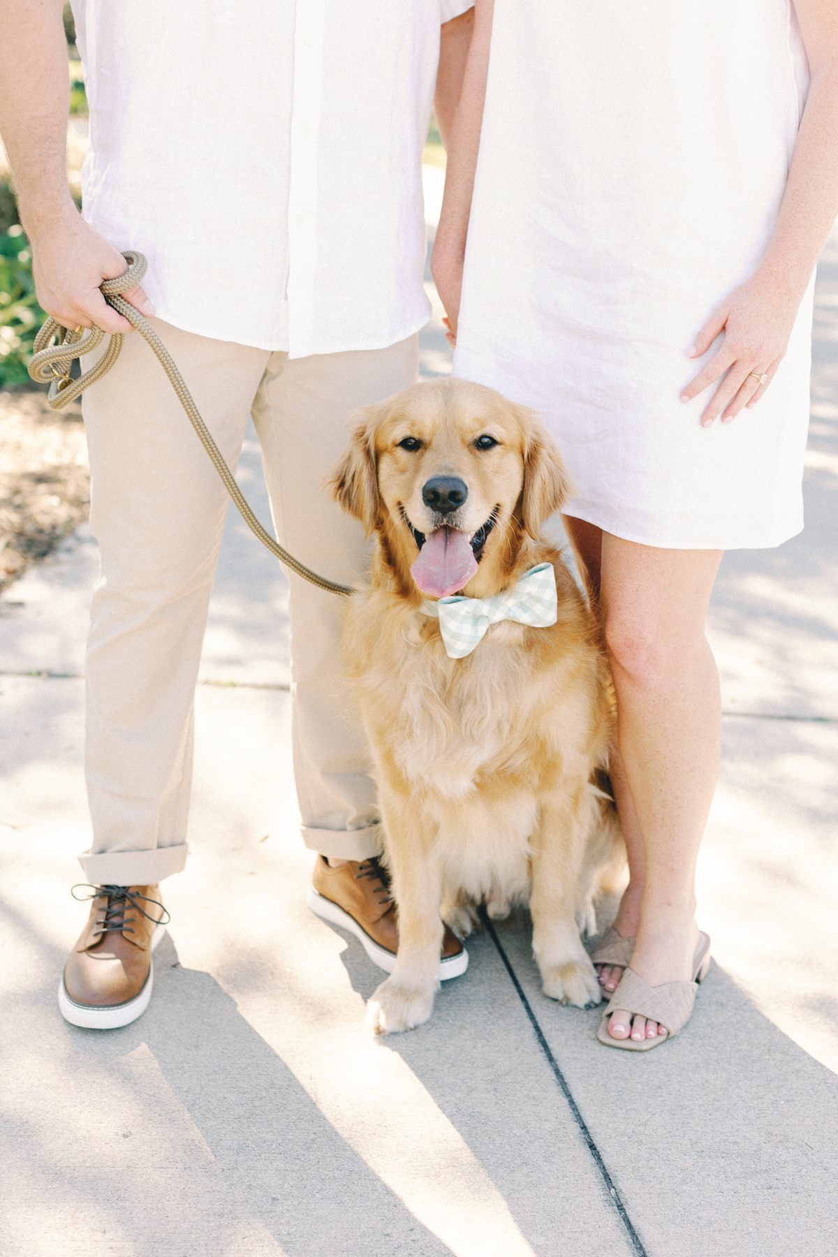 Golden retriever, looking at camera
