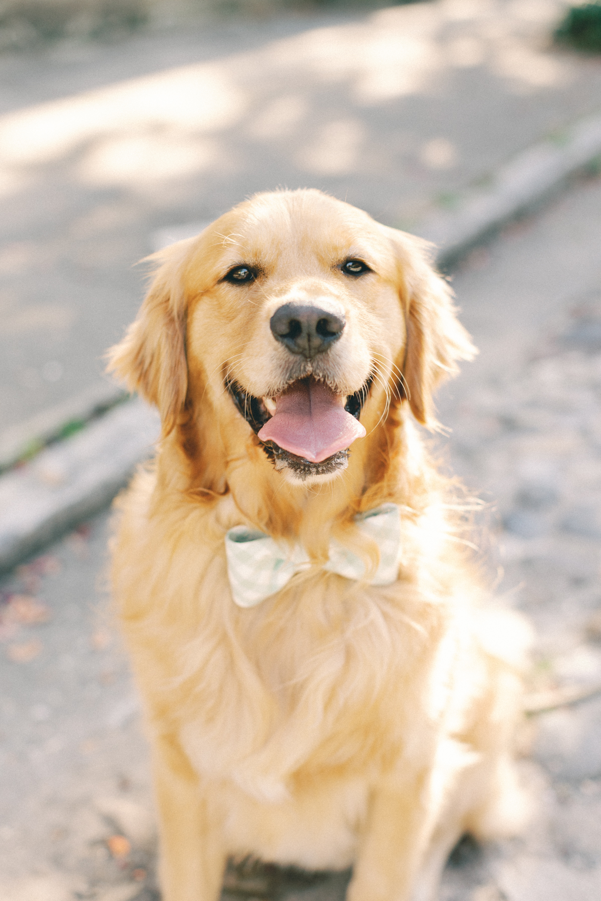 Golden retriever