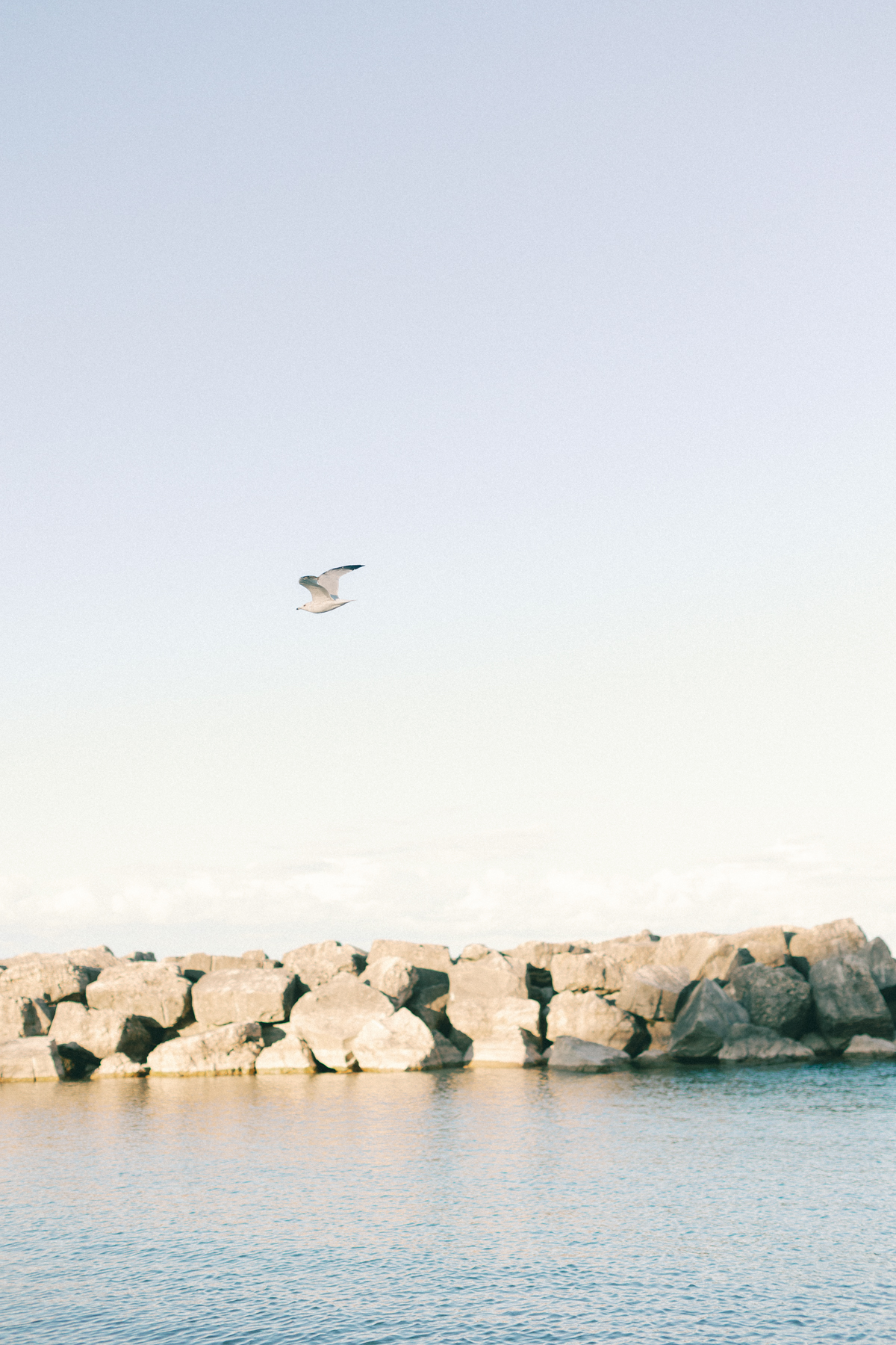 Landscape photo of seagull and beach
