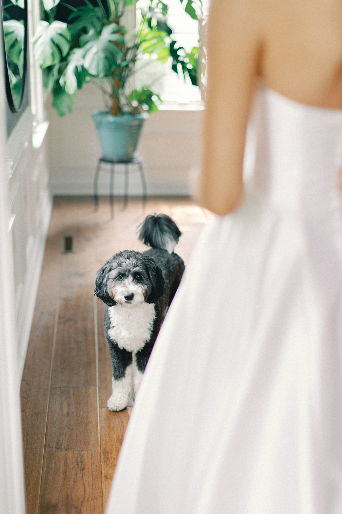 Dog looking at bride
