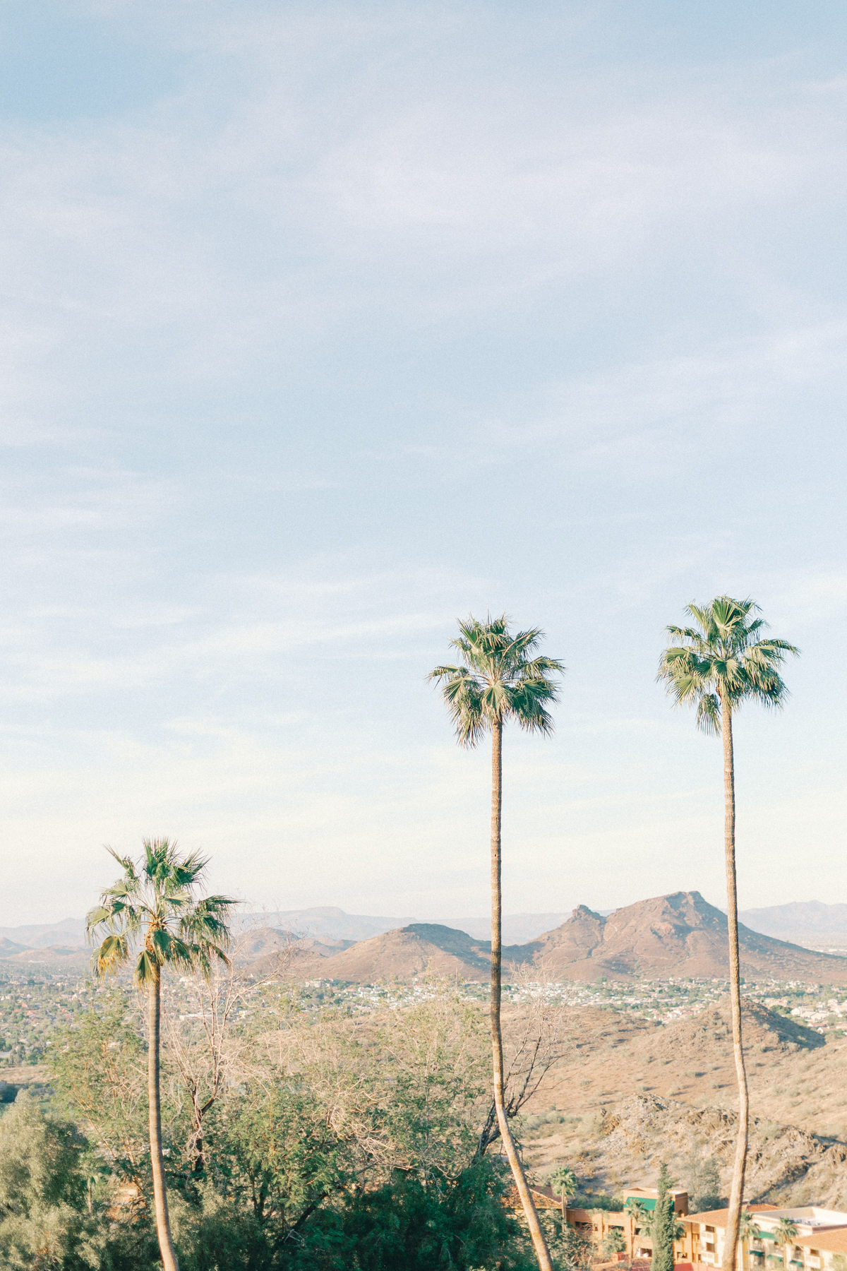 Palm trees, and mountains