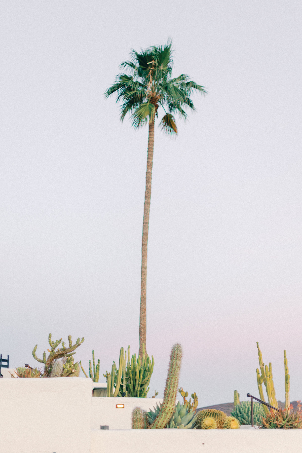 Palm tree
