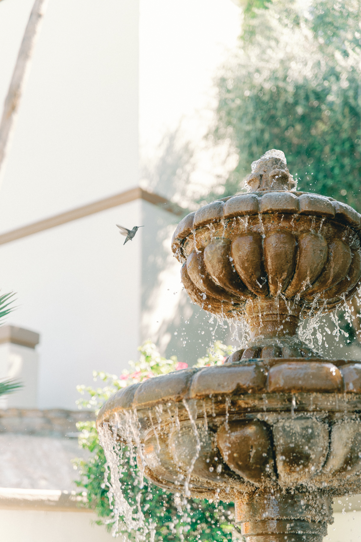 Hummingbird with fountain